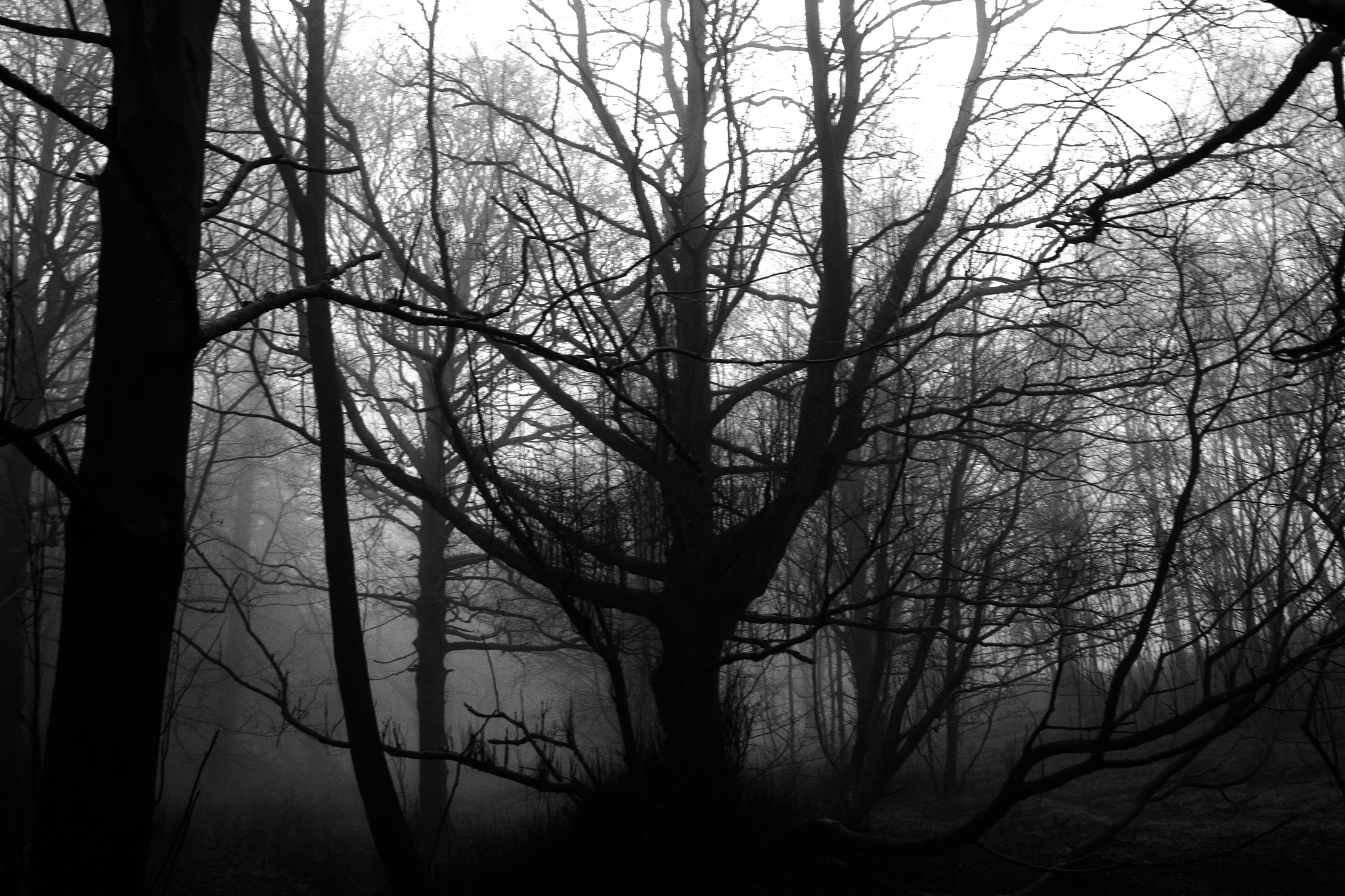 Canon EF 24mm F2.8 IS USM sample photo. Fog photography
