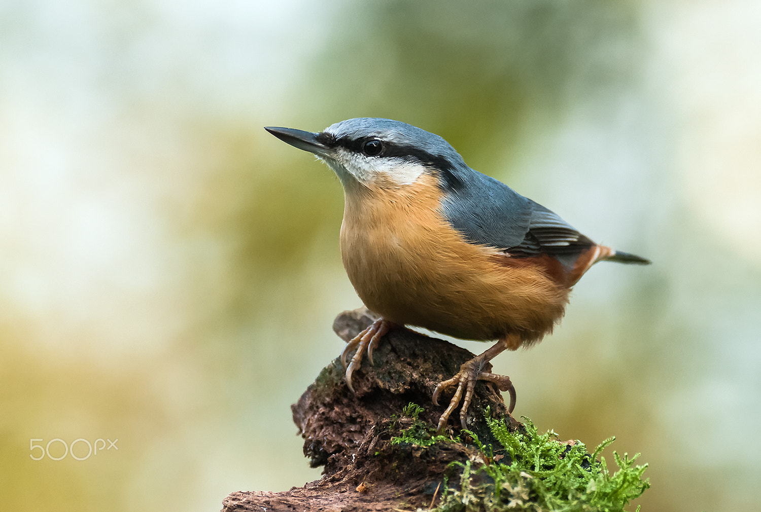 Sigma 120-300mm F2.8 EX DG HSM sample photo. Nuthatch photography