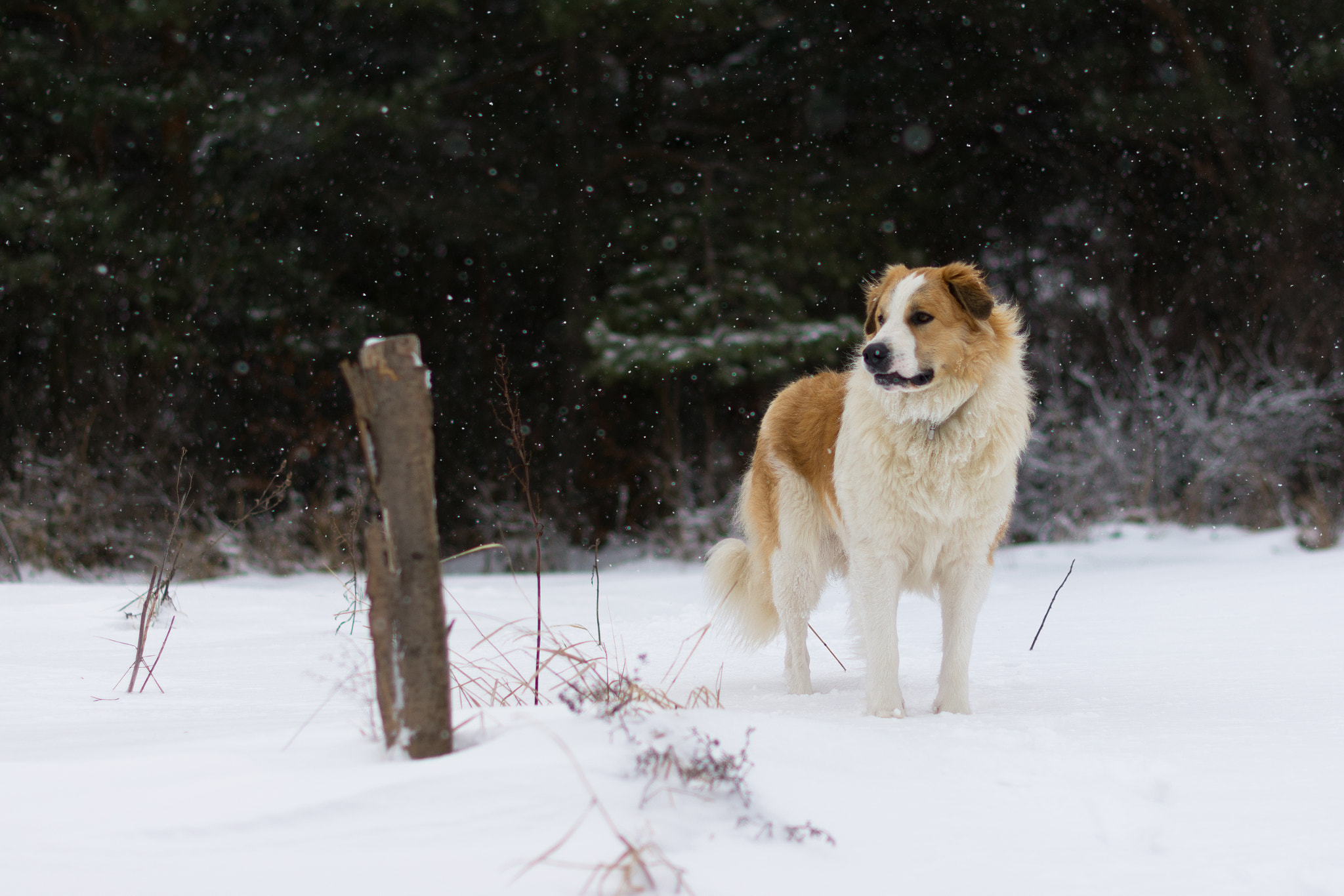 Nikon D7200 + Nikon AF-S Nikkor 50mm F1.4G sample photo. Let it snow photography