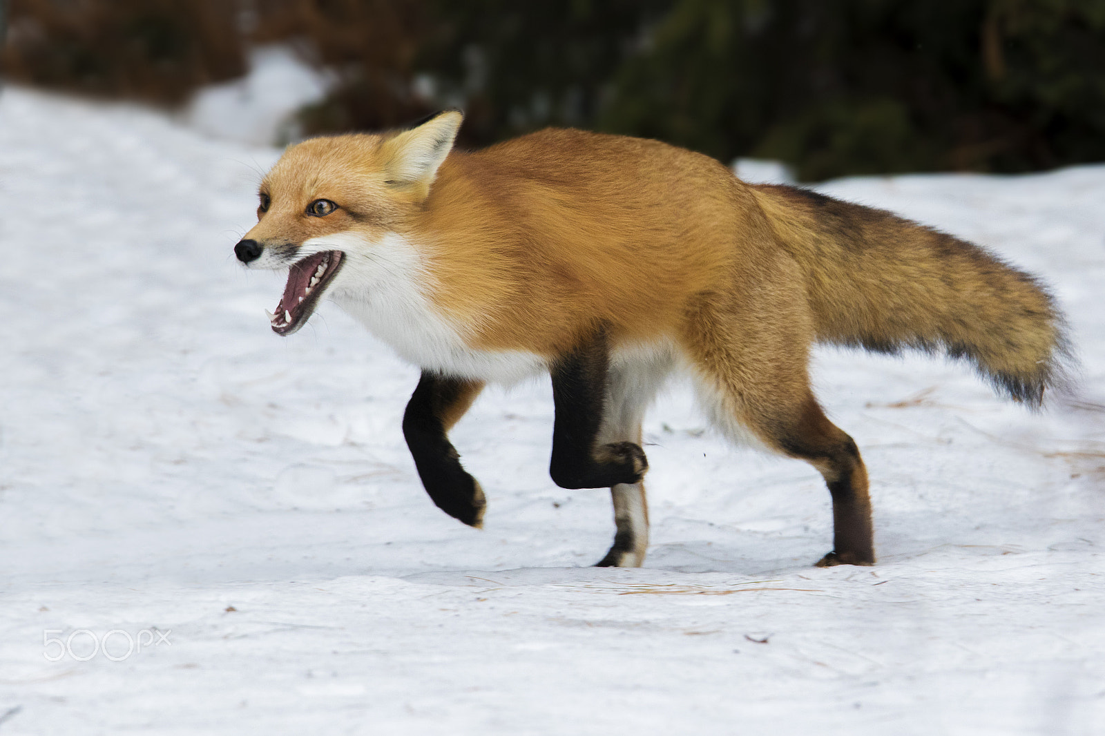 Canon EF 300mm F2.8L IS USM sample photo. High speed fox photography