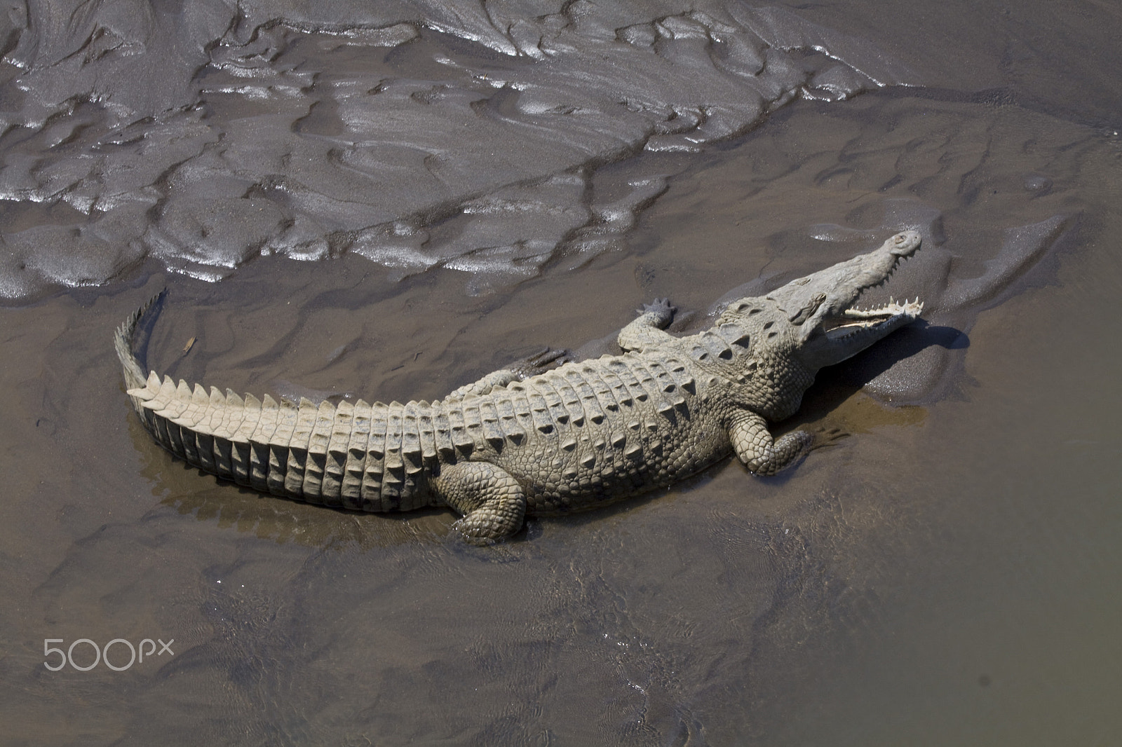 Canon EF 100-400mm F4.5-5.6L IS USM sample photo. Don't go in the water photography