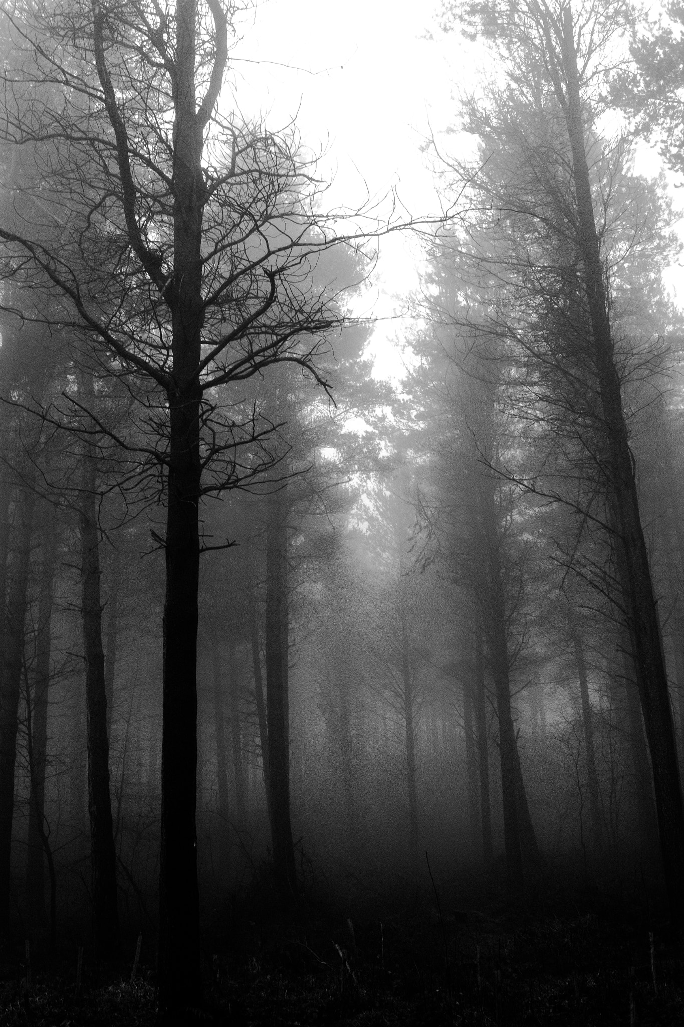 Canon EF 24mm F2.8 IS USM sample photo. Fog photography