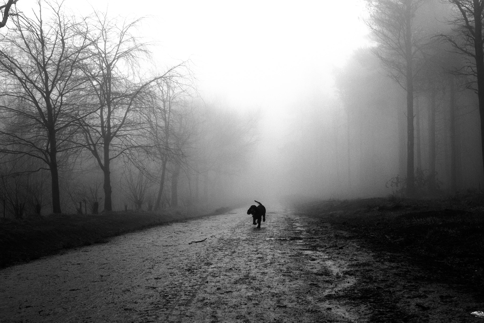 Canon EF 24mm F2.8 IS USM sample photo. Fog photography