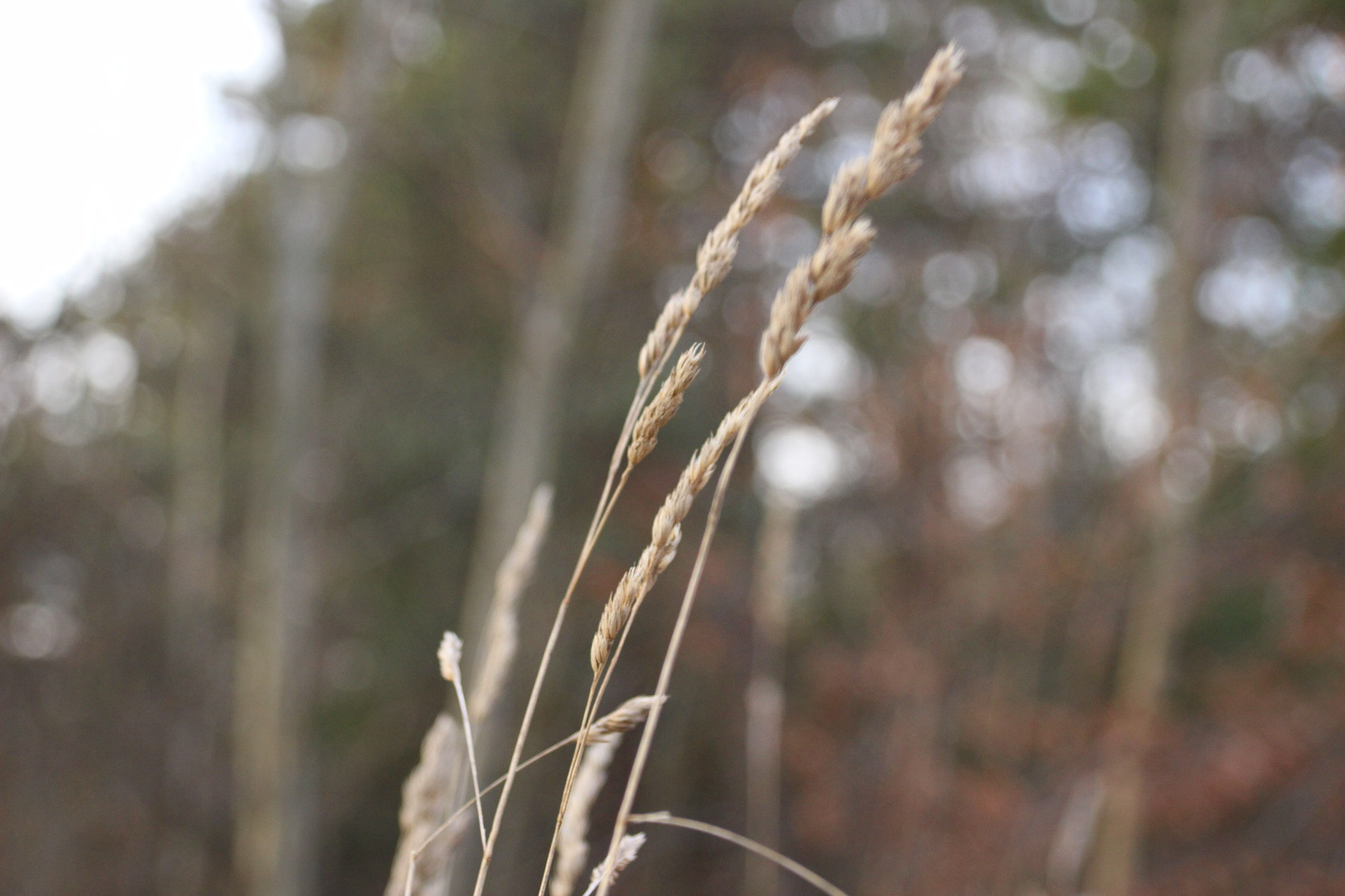 Canon EOS 100D (EOS Rebel SL1 / EOS Kiss X7) + Canon TS-E 90mm F2.8 Tilt-Shift sample photo. Corn photography