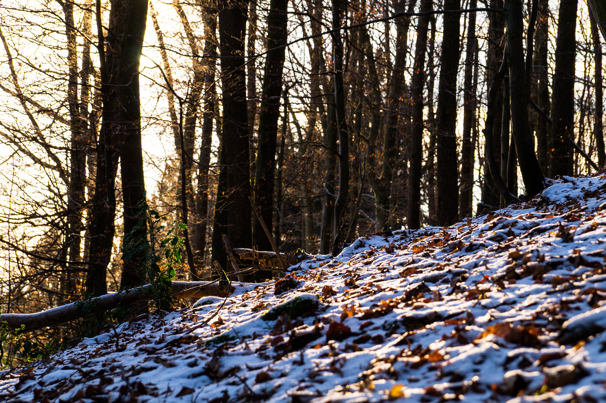 Sony DT 18-135mm F3.5-5.6 SAM sample photo. Winter impressions -1- photography