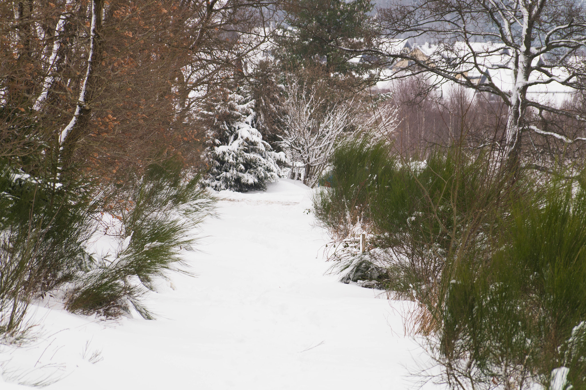 Sony DT 18-135mm F3.5-5.6 SAM sample photo. Winter impressions -3- photography