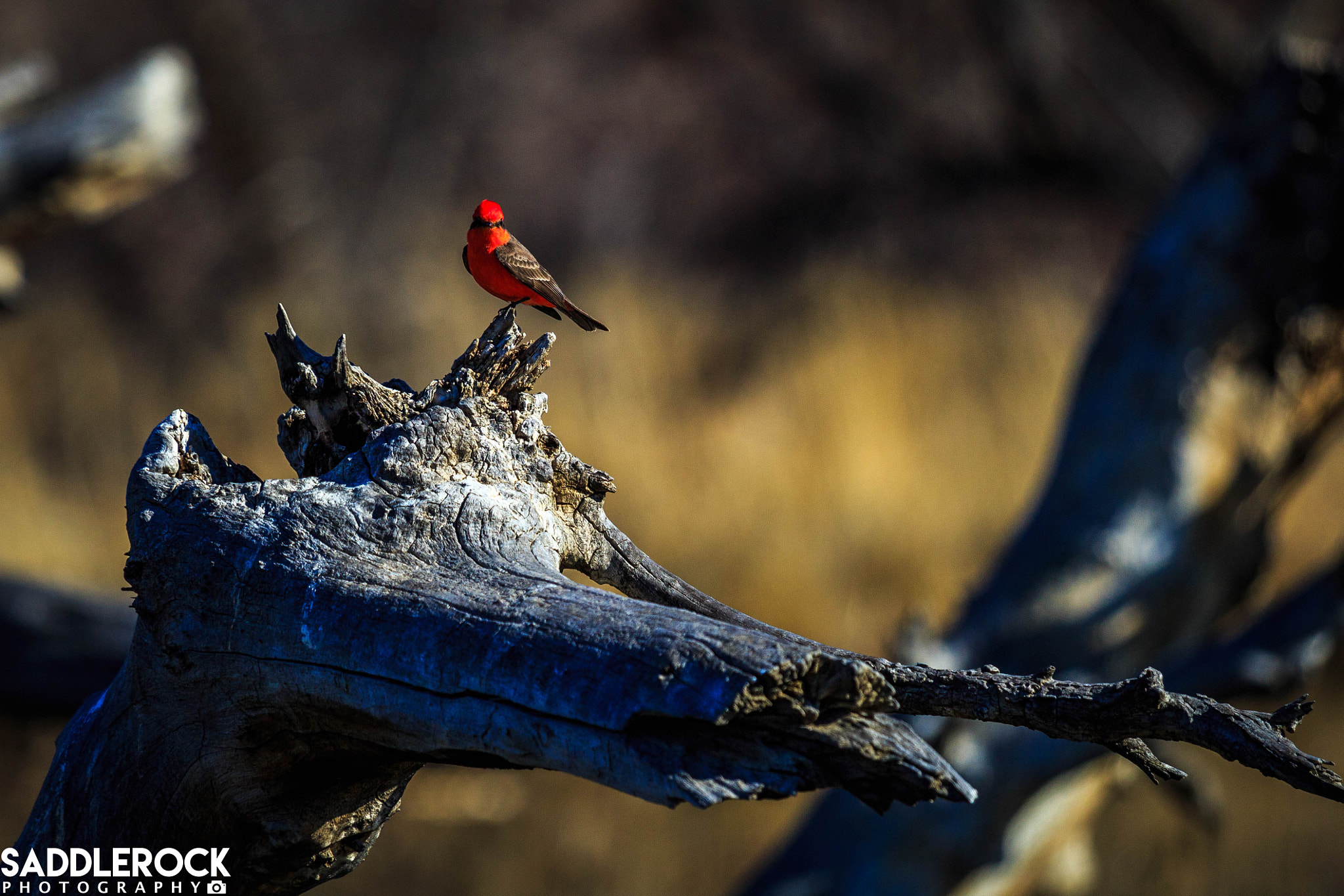 Canon EF 70-200mm F4L IS USM sample photo. Bird at mojave narrows photography