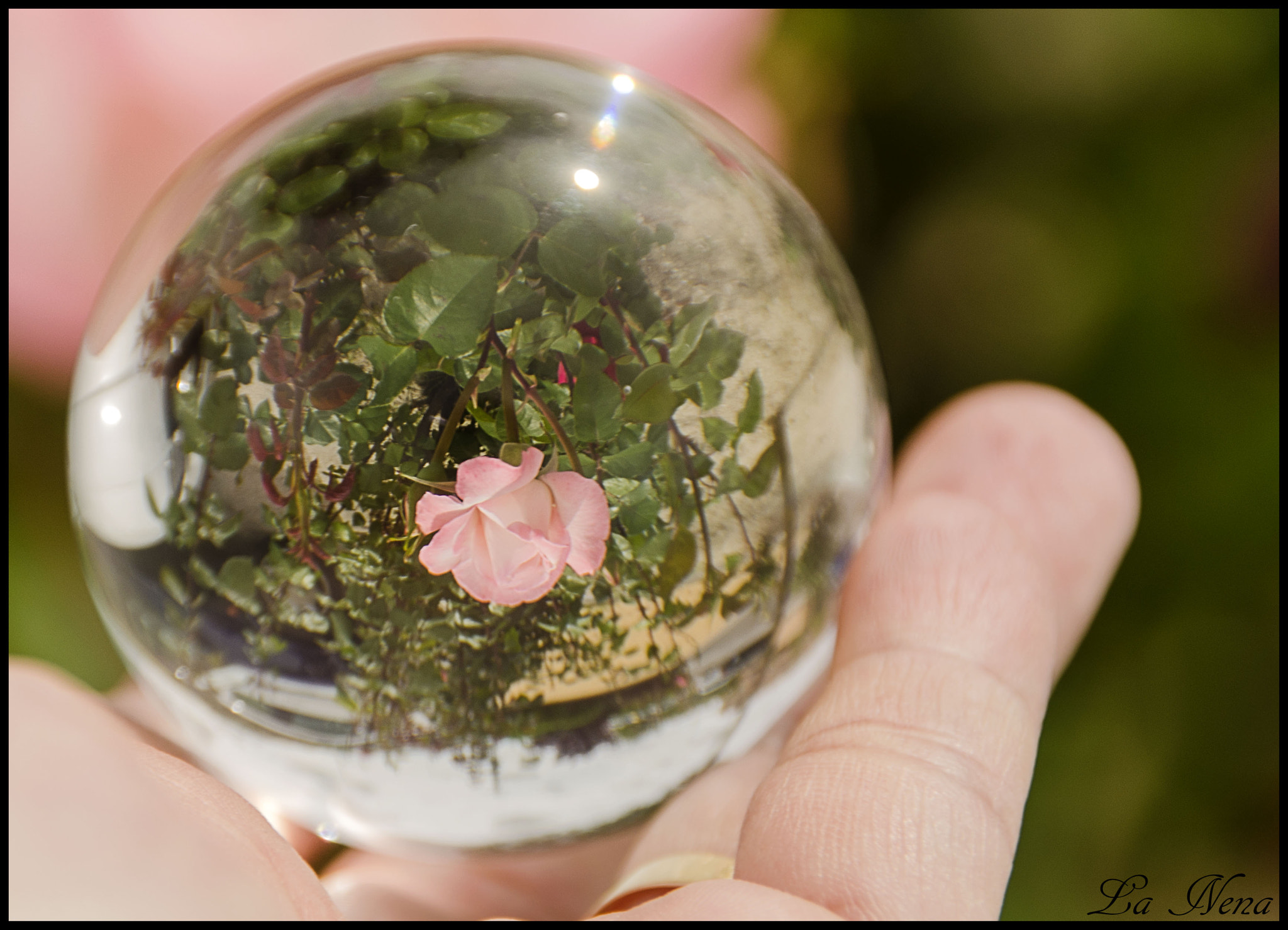 Nikon PC-E Nikkor 24mm F3.5D ED Tilt-Shift sample photo. Rosa, rosa photography