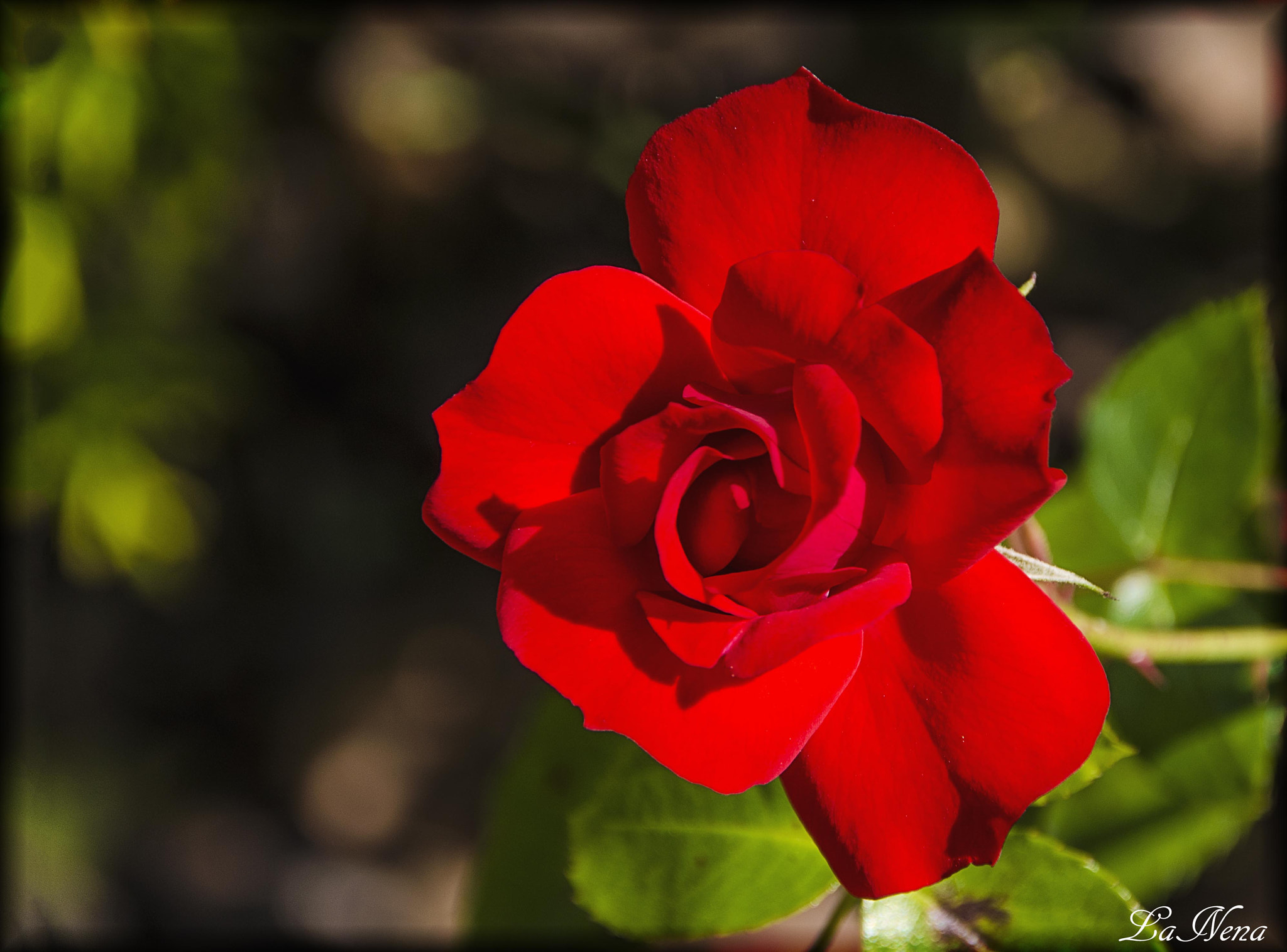 Nikon PC-E Nikkor 24mm F3.5D ED Tilt-Shift sample photo. Rosa roja photography