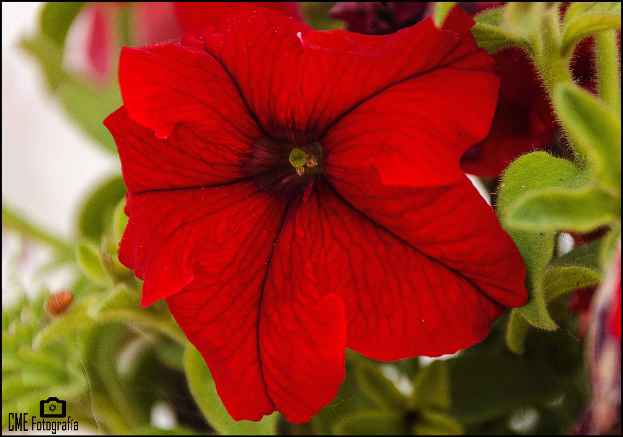 Nikon PC-E Nikkor 24mm F3.5D ED Tilt-Shift sample photo. Flor roja photography