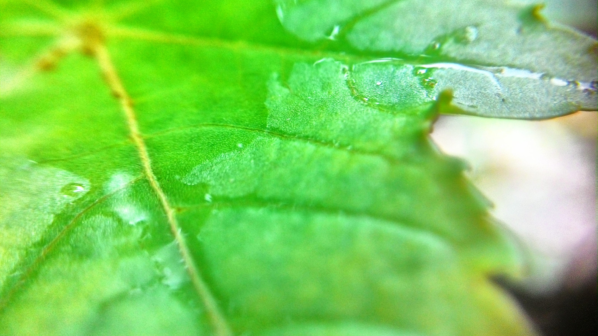 ASUS T00J sample photo. A sip photography