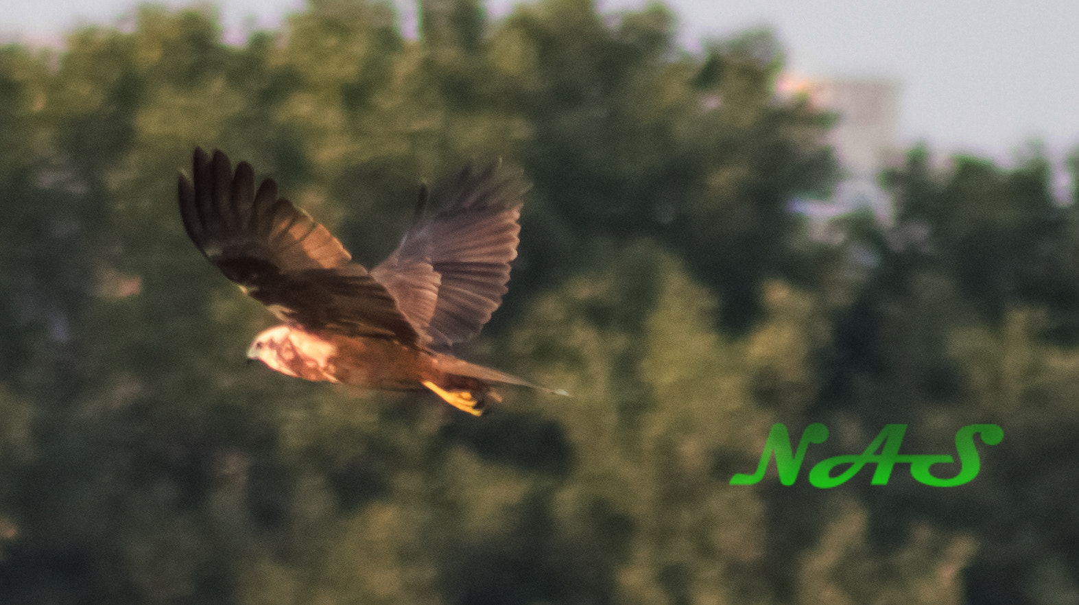 Canon EOS 750D (EOS Rebel T6i / EOS Kiss X8i) + EF75-300mm f/4-5.6 sample photo. Eagle photography