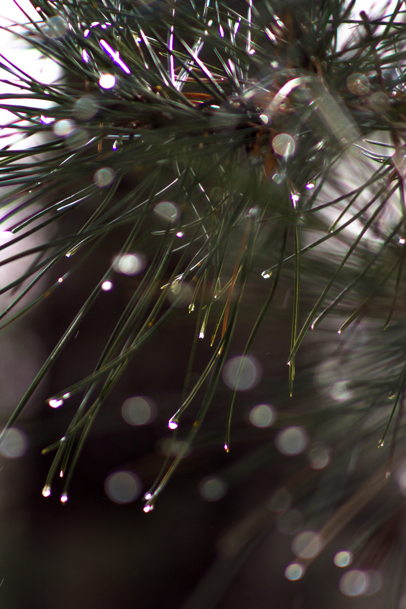Canon EOS 7D + EF75-300mm f/4-5.6 sample photo. The pine needle in winter photography