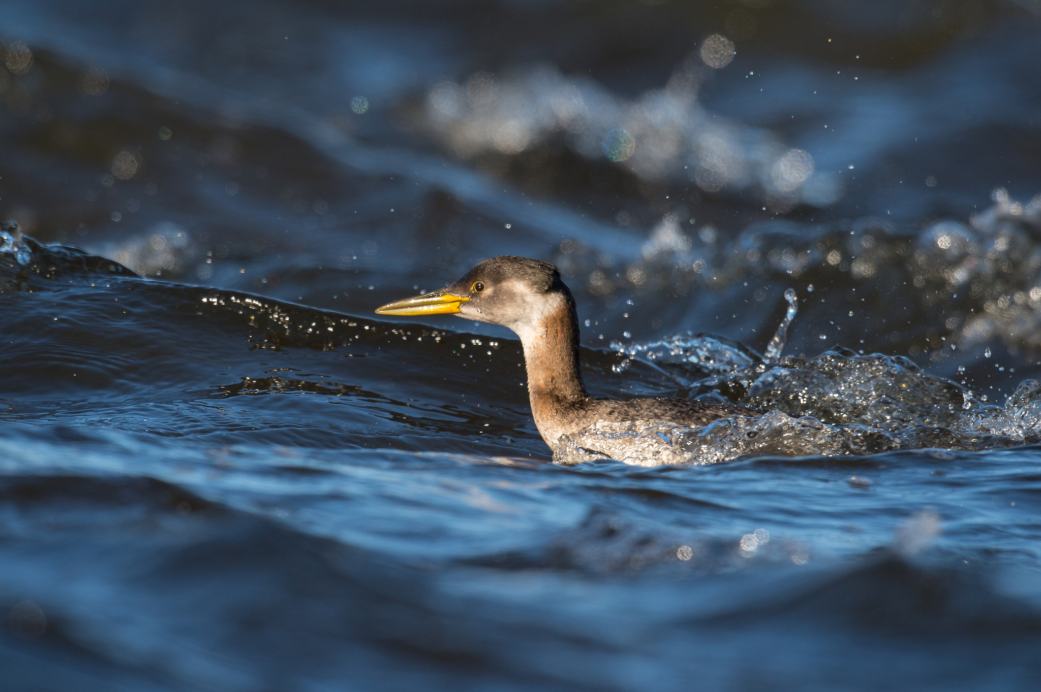 Nikon AF-S Nikkor 800mm F5.6E FL ED VR sample photo. Grebe jougris, podiceps grisegena, red-necked grebe photography