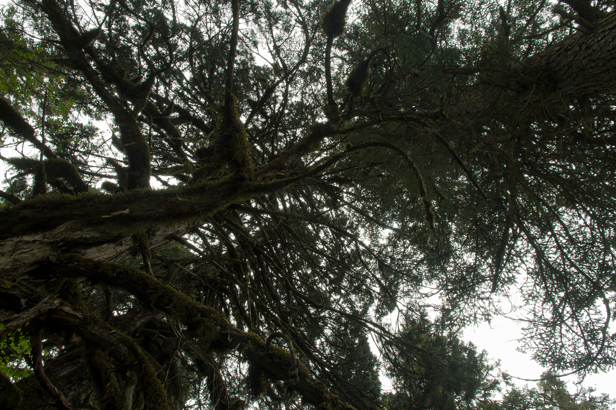 Canon EOS 650D (EOS Rebel T4i / EOS Kiss X6i) sample photo. Coniferous huanglong photography