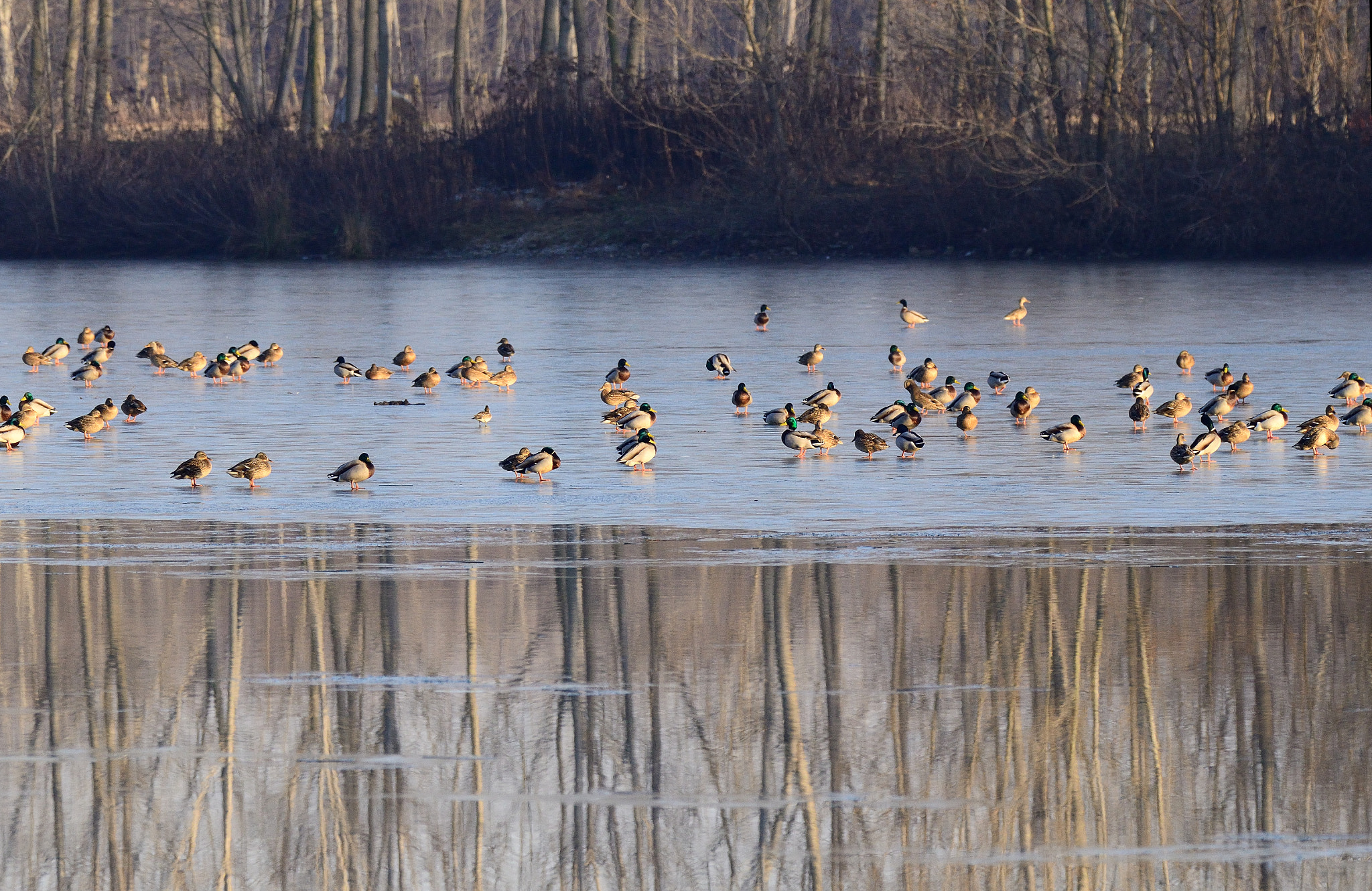 Nikon D7000 sample photo. Ducks on the ice pond photography