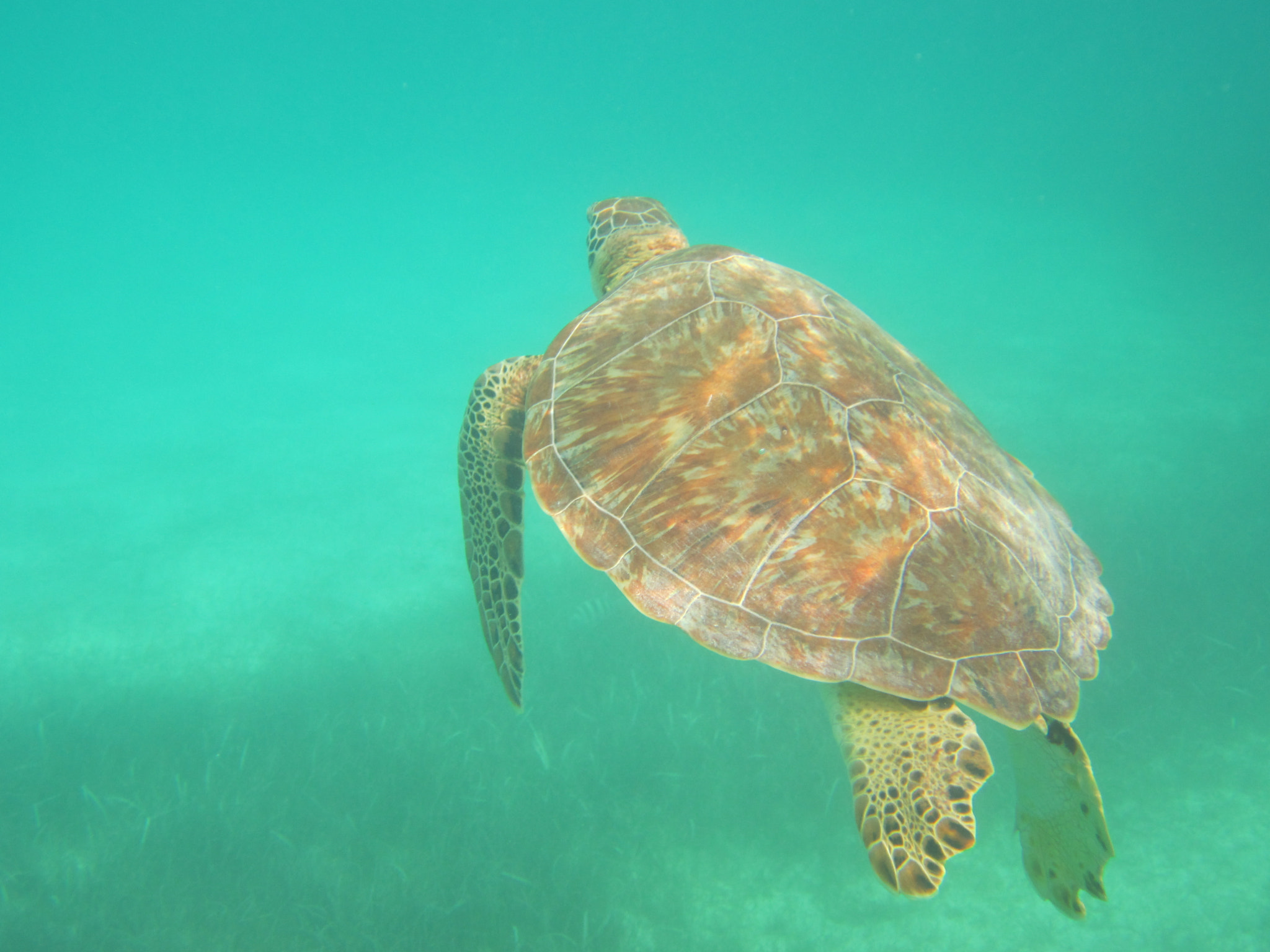 Canon PowerShot ELPH 100 HS (IXUS 115 HS / IXY 210F) sample photo. Akumal snorkeling photography