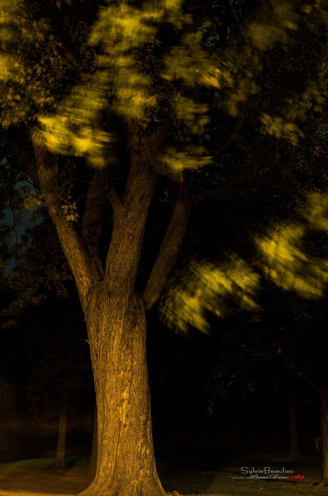 Pentax smc DA 18-55mm F3.5-5.6 AL WR sample photo. Disciple de monet photography