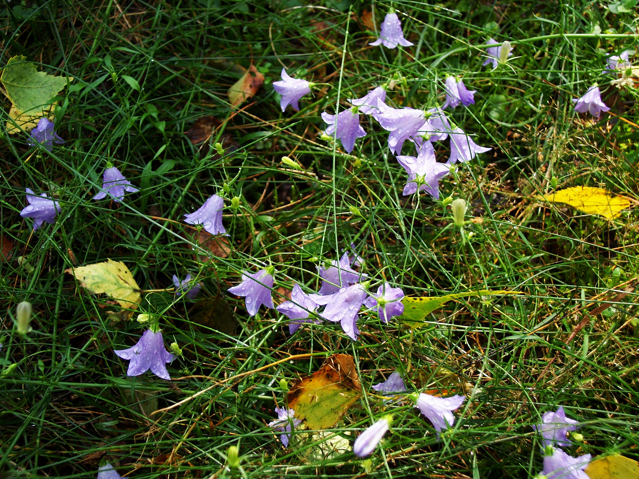 Kodak EASYSHARE C182 DIGITAL CAMERA sample photo. Dzwonki photography