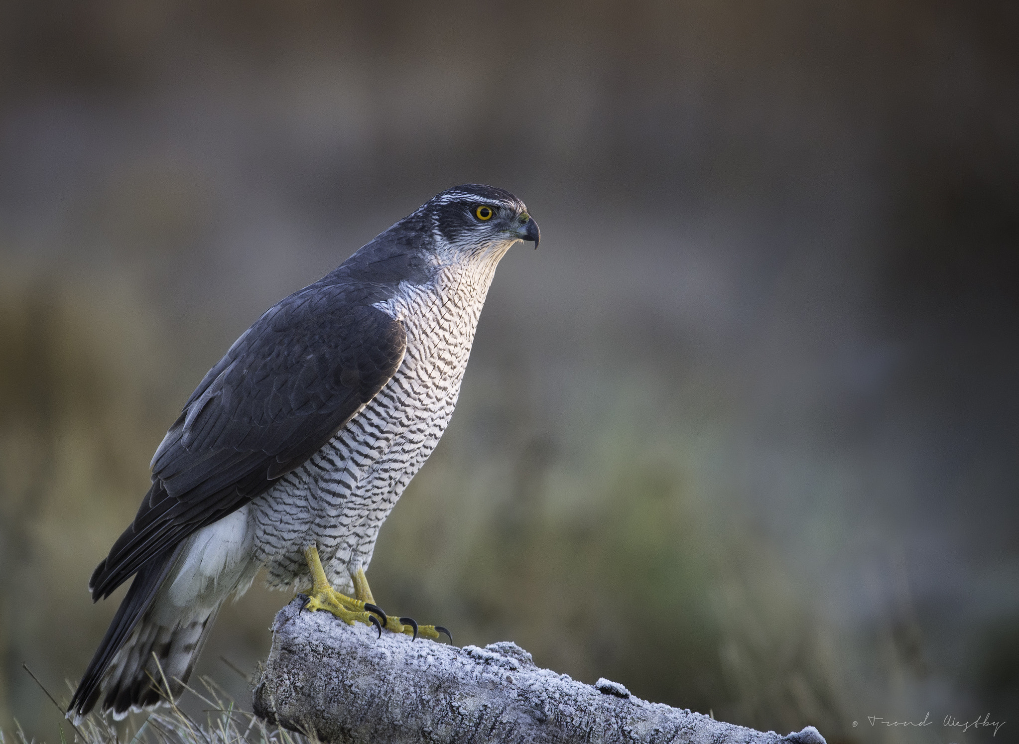 Nikon AF-S Nikkor 300mm F2.8G ED VR II sample photo. Goshawk photography
