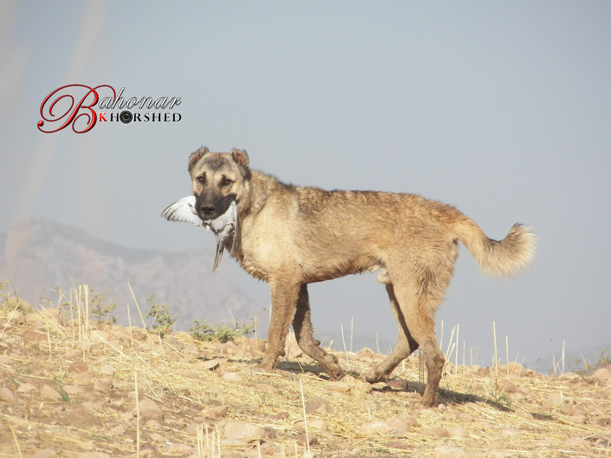 Kodak EasyShare Z990 (EasyShare Max) sample photo. Hunter dog photography