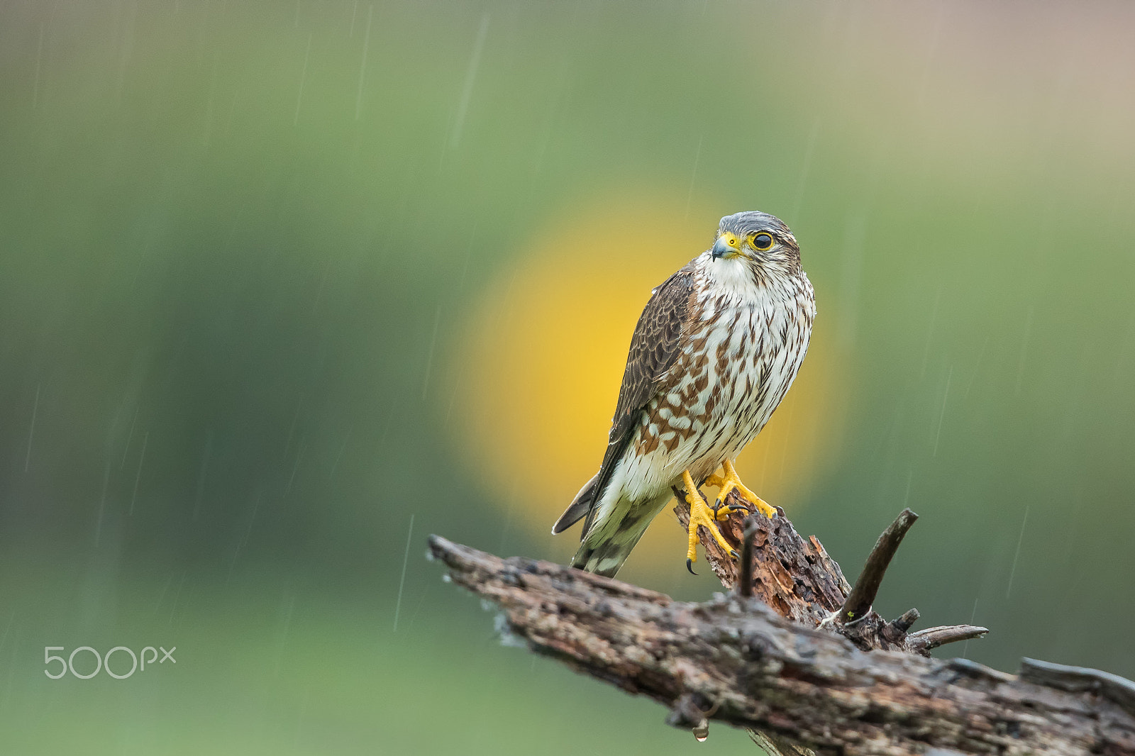 Canon EF 600mm F4L IS II USM sample photo. Merlin in the rain ii photography