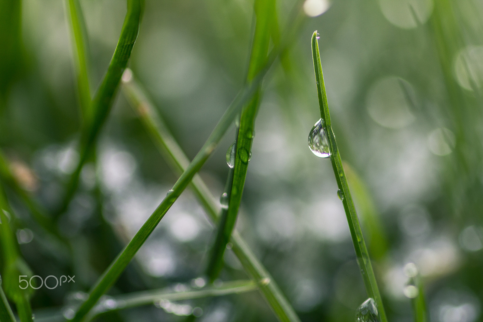 Canon EOS 60D + Tamron SP AF 90mm F2.8 Di Macro sample photo. Grass with water droplets photography