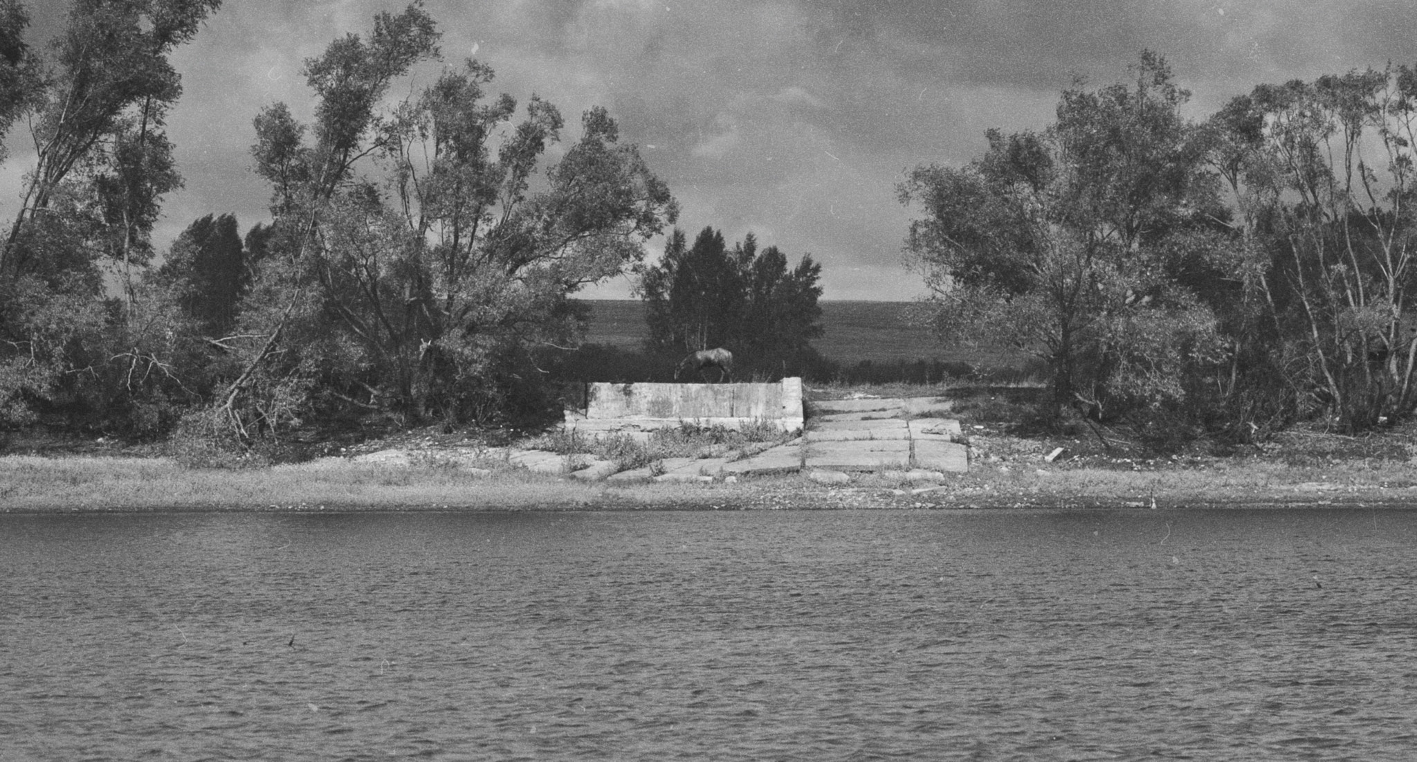 AF DC-Nikkor 135mm f/2D sample photo. Bw horse photography