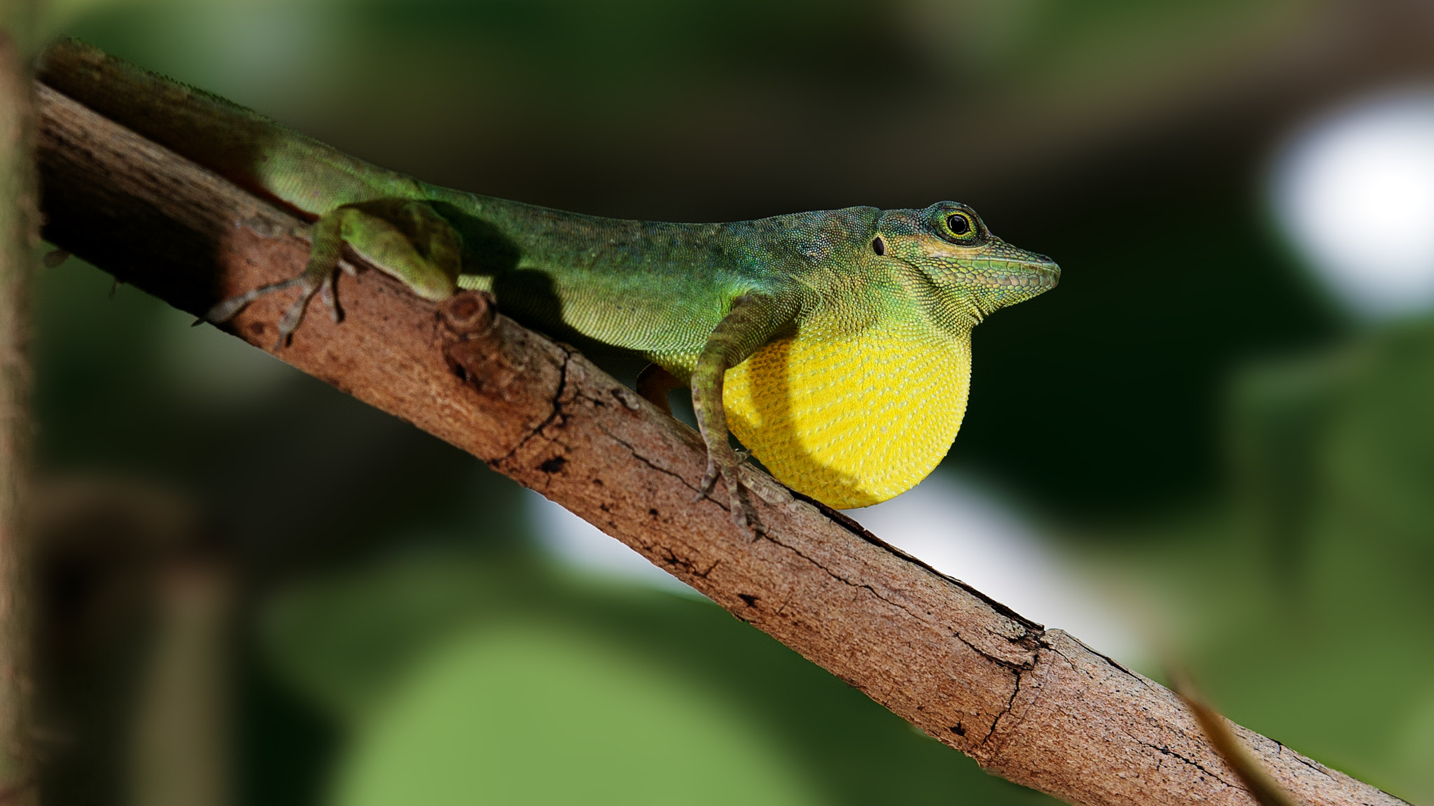 Nikon D7100 + Tamron SP 70-200mm F2.8 Di VC USD sample photo. Anolis photography