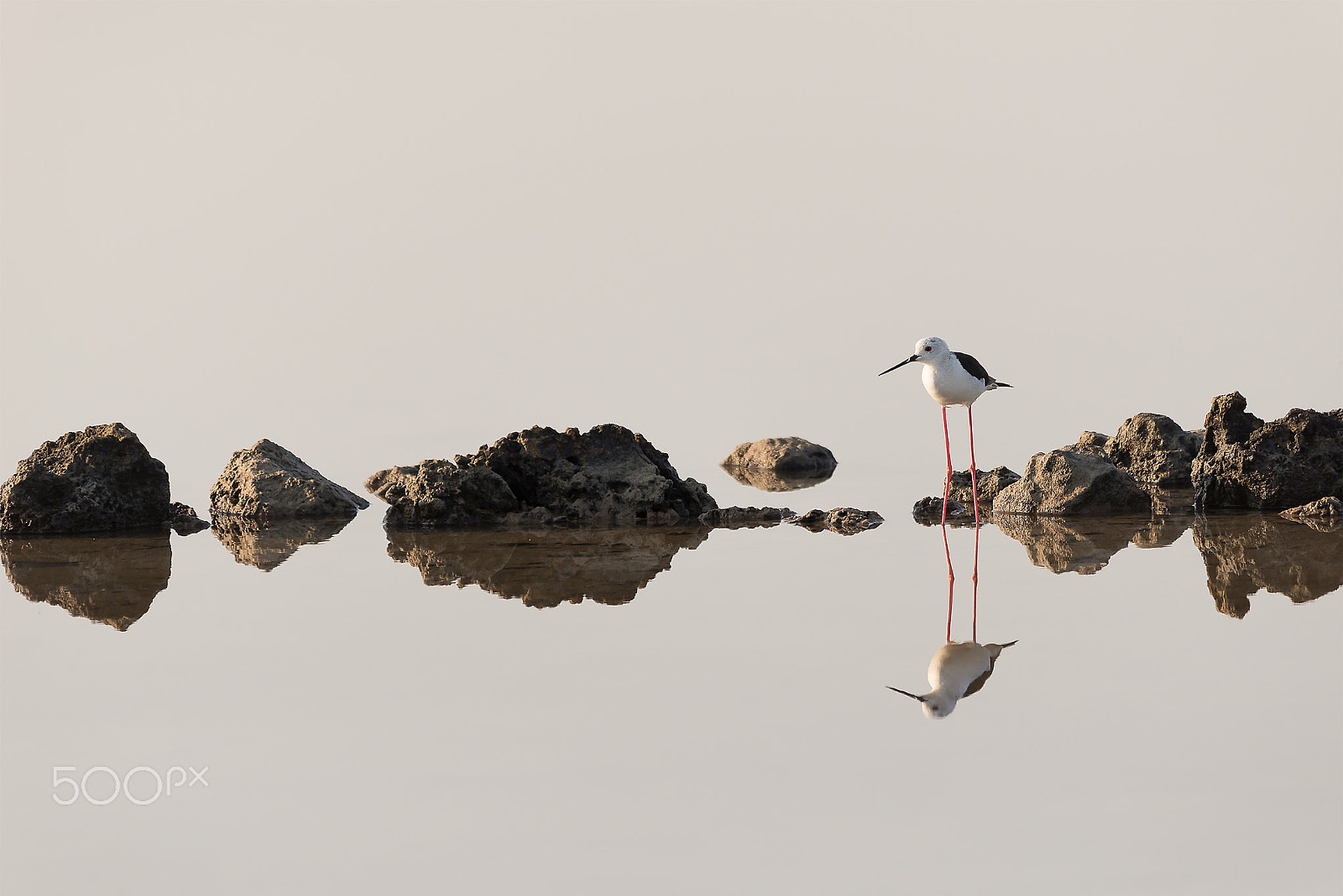 Sigma 150-500mm F5-6.3 DG OS HSM sample photo. Himantopus photography
