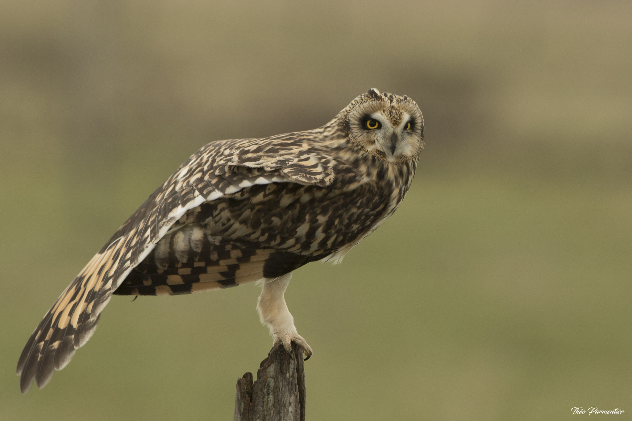 Canon EOS 7D Mark II sample photo. Short eared owl / hibou des marais photography