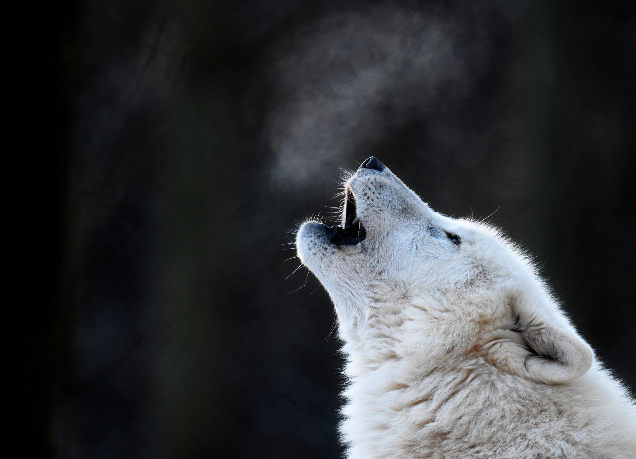 Nikon D7200 + Nikon AF-S Nikkor 600mm F4G ED VR sample photo. Artic wolf photography