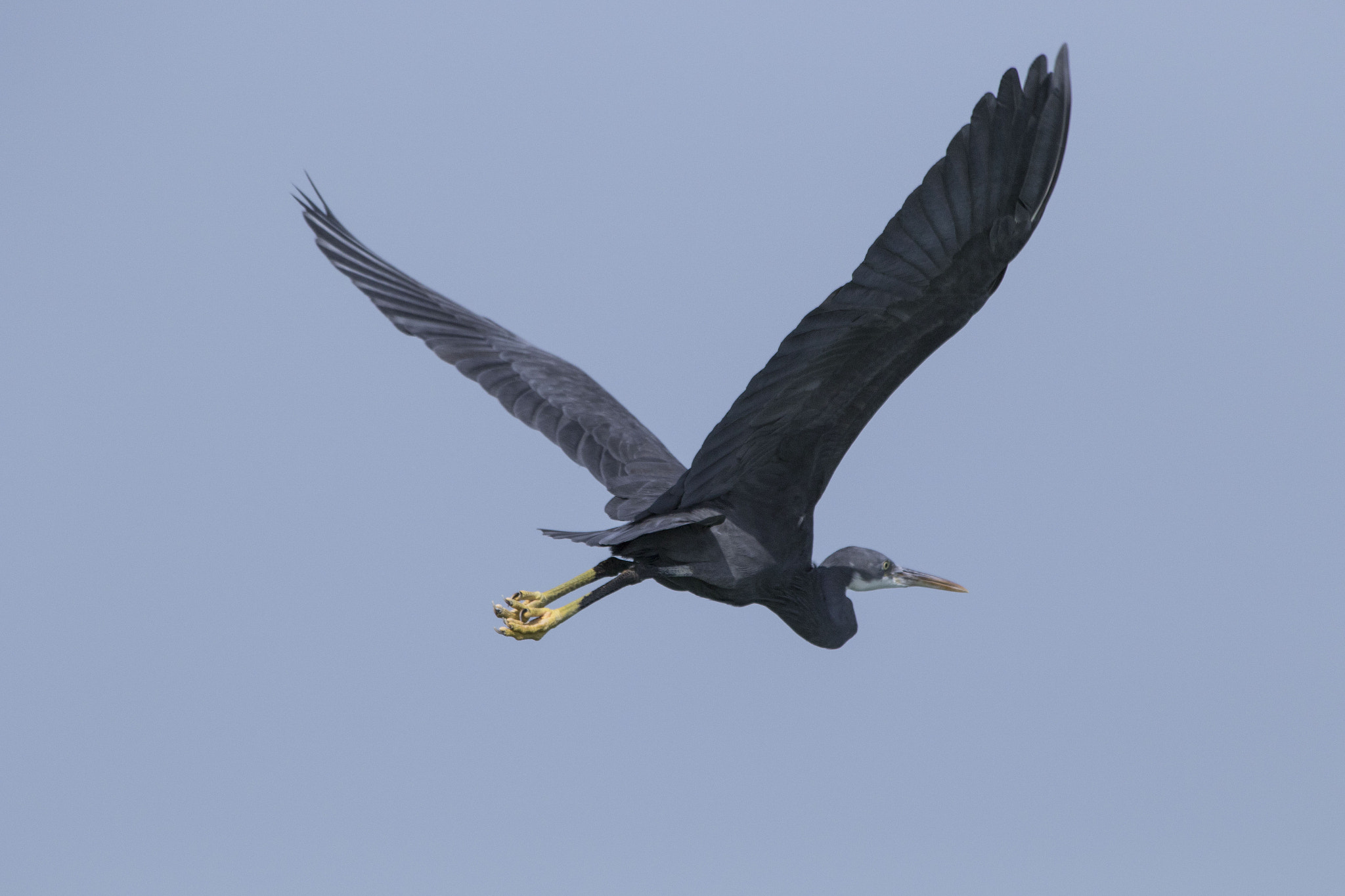Canon EF 70-300mm F4-5.6 IS USM sample photo. Heron photography