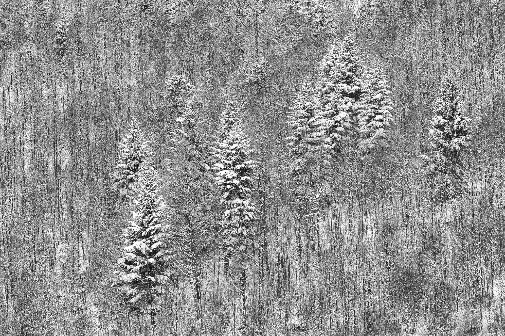 Sony 70-400mm F4-5.6 G SSM II sample photo. Mixed forest photography
