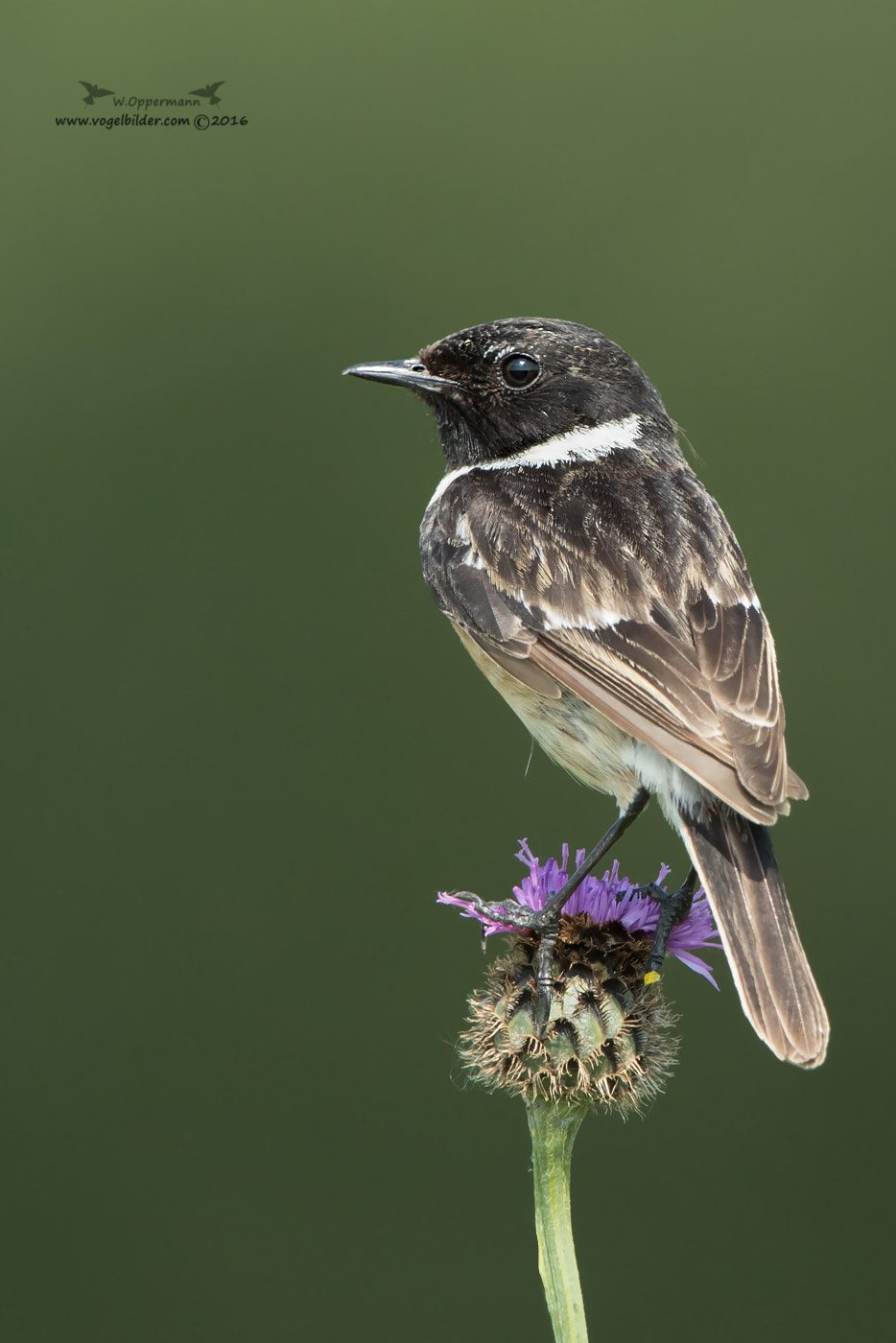 Canon EOS-1D X Mark II sample photo. Schwarzkehlchen / stonechat photography