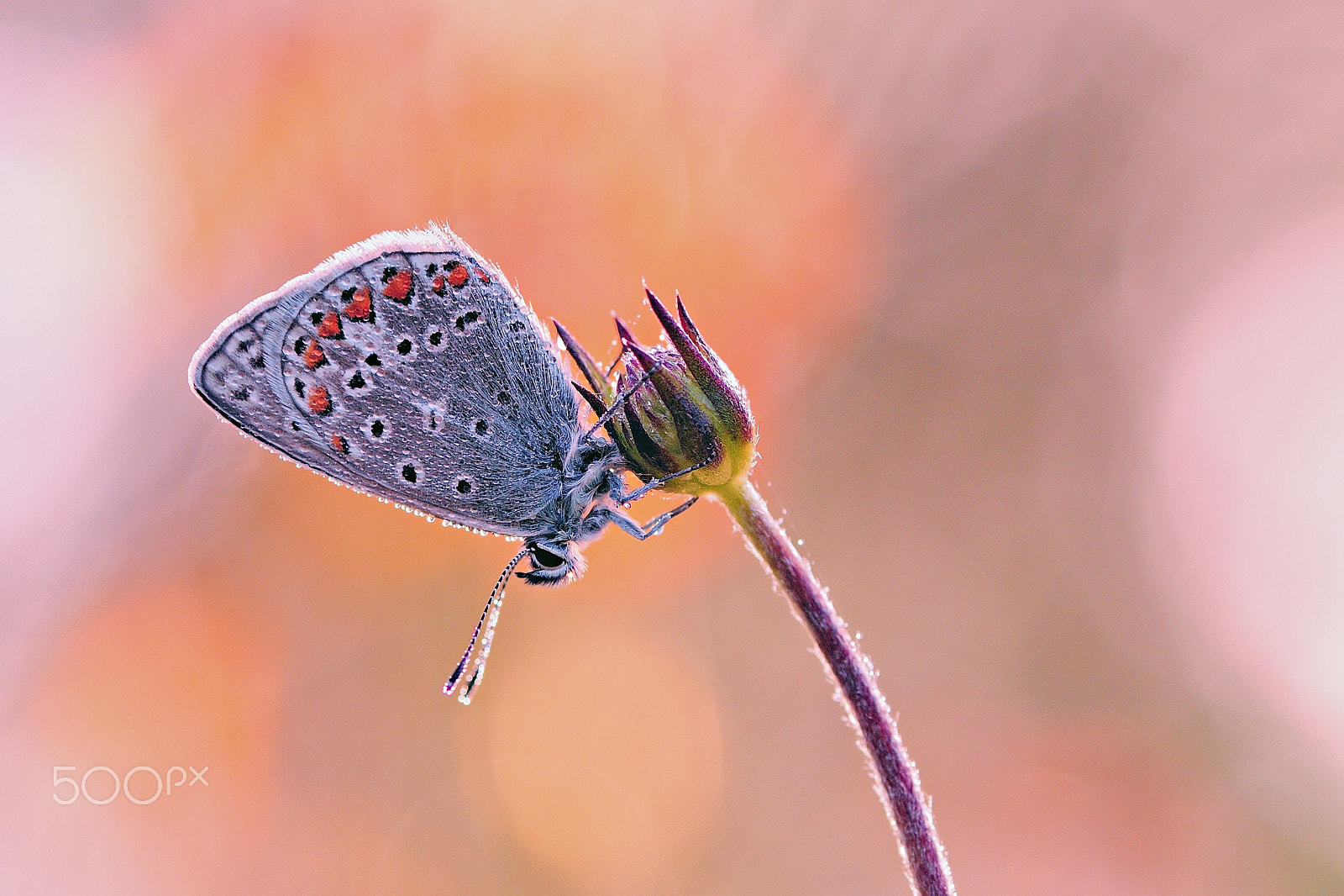 Nikon AF-S Micro-Nikkor 105mm F2.8G IF-ED VR sample photo. Butterfly... photography