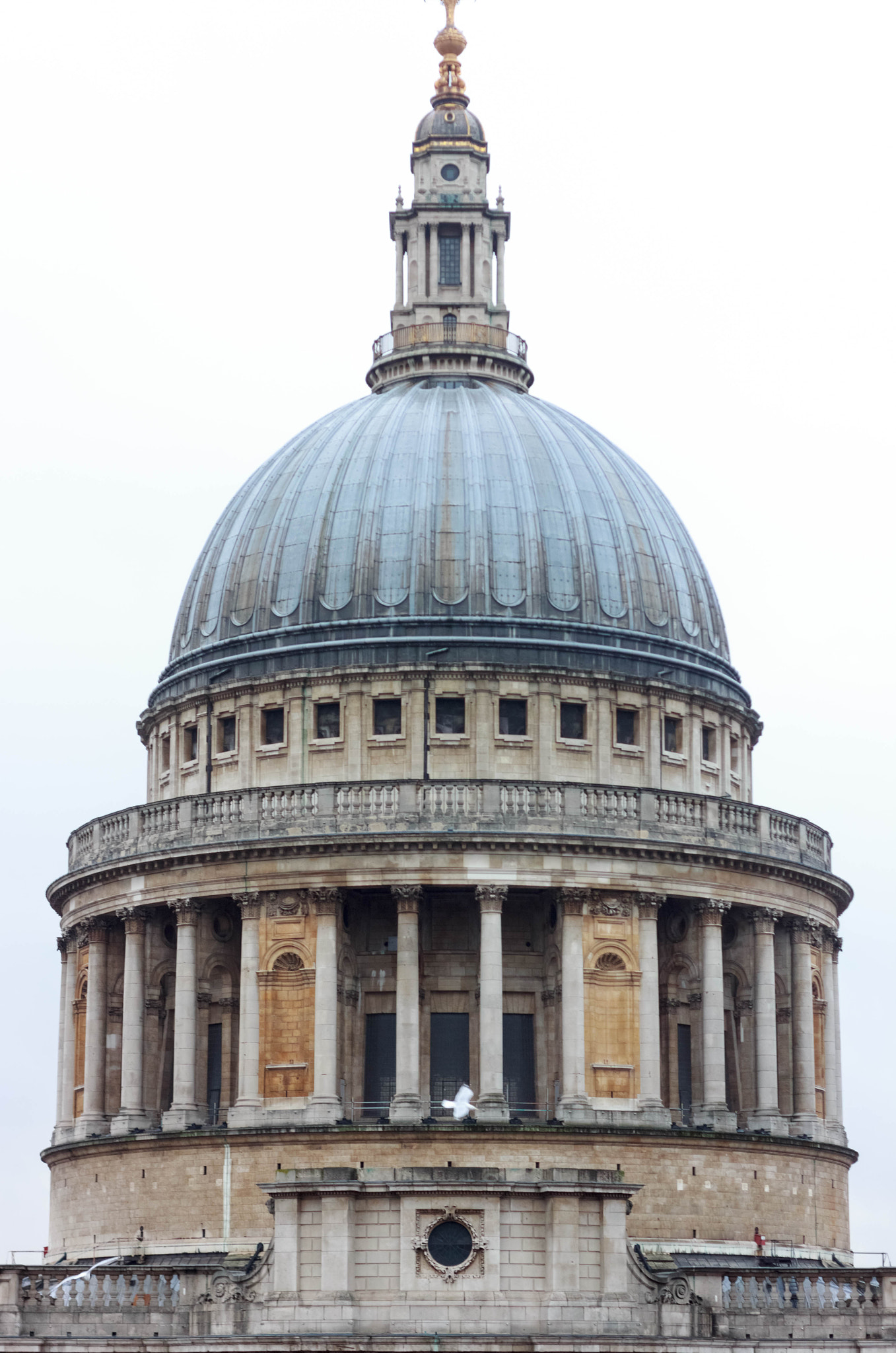 Canon EOS 550D (EOS Rebel T2i / EOS Kiss X4) sample photo. Dove photography