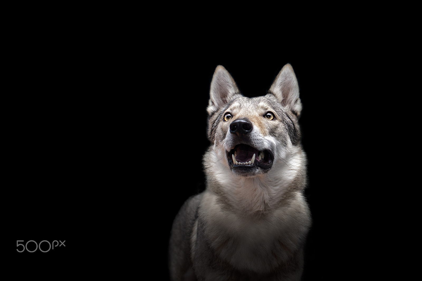 Nikon D3 sample photo. Wolfdog photography
