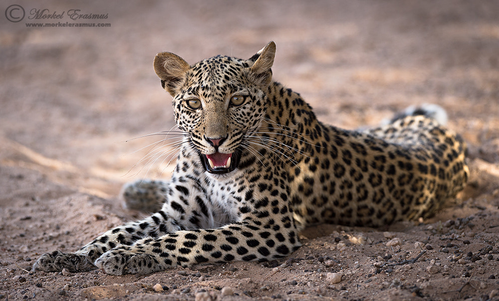 Nikon D4S + Nikon AF-S Nikkor 400mm F2.8G ED VR II sample photo. Relaxed leopard photography