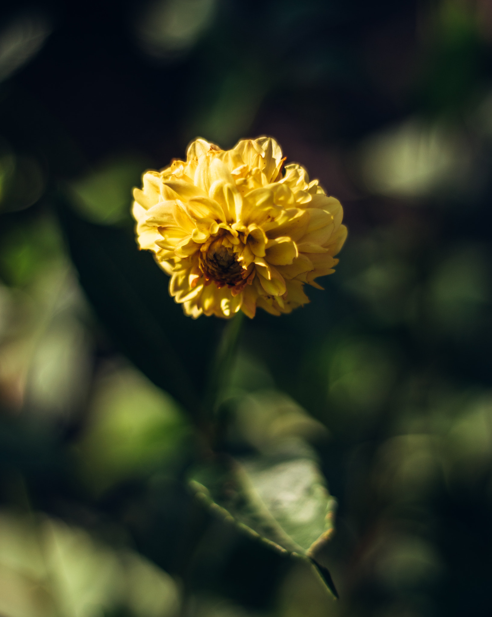 Nikon D5300 + Nikon AF Nikkor 50mm F1.8D sample photo. Feeling yellow photography