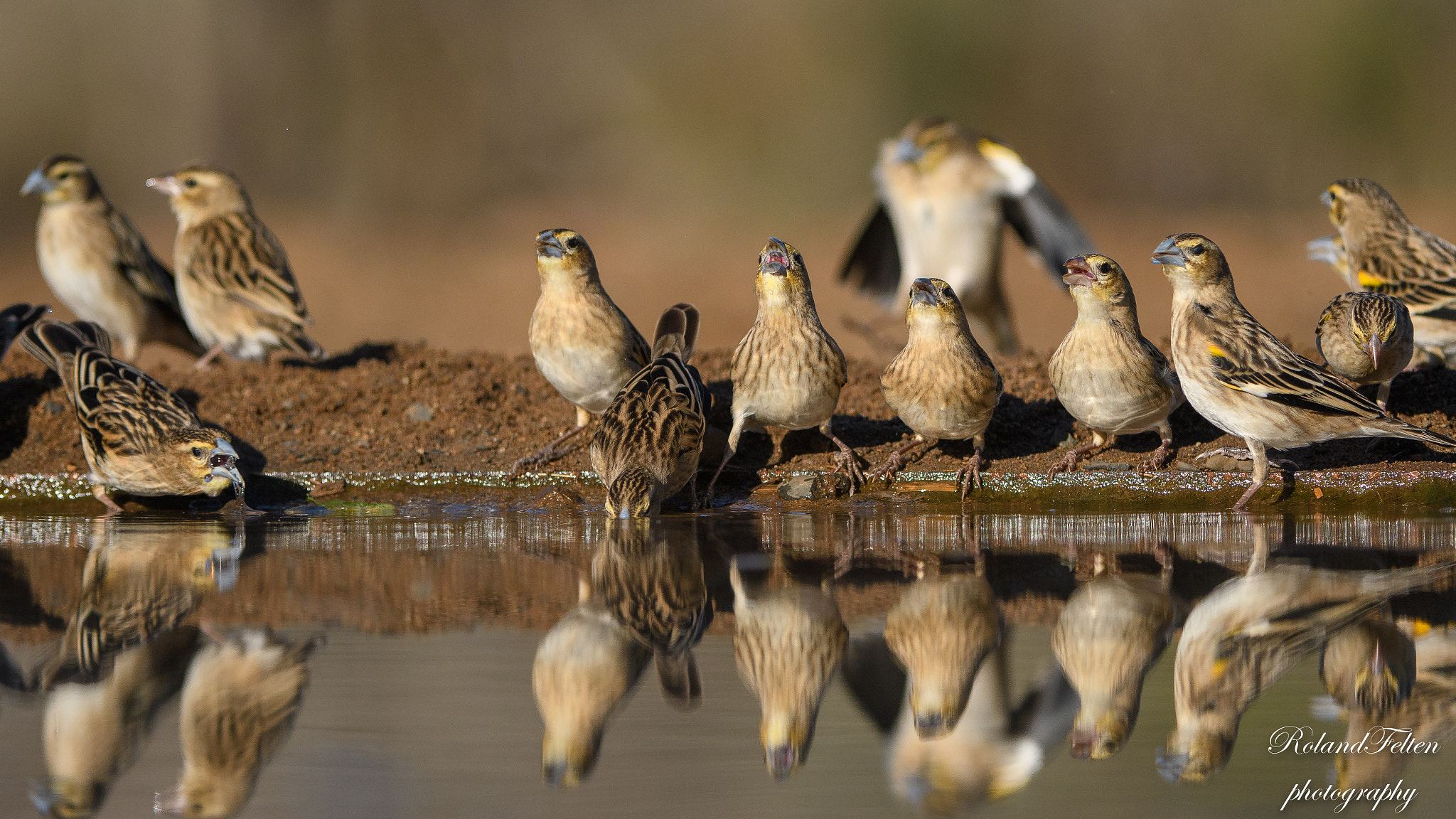 Nikon D500 sample photo. Drinking widowbirds photography