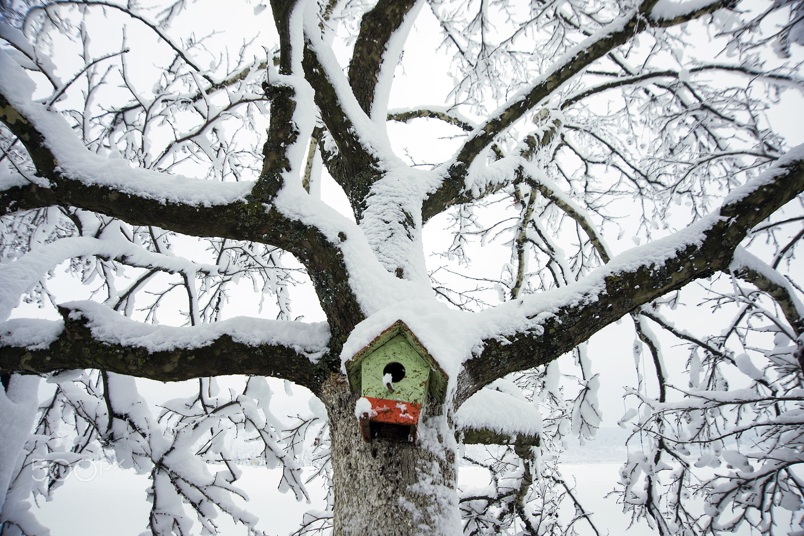 Nikon D610 sample photo. Bird house on a snowy tree photography