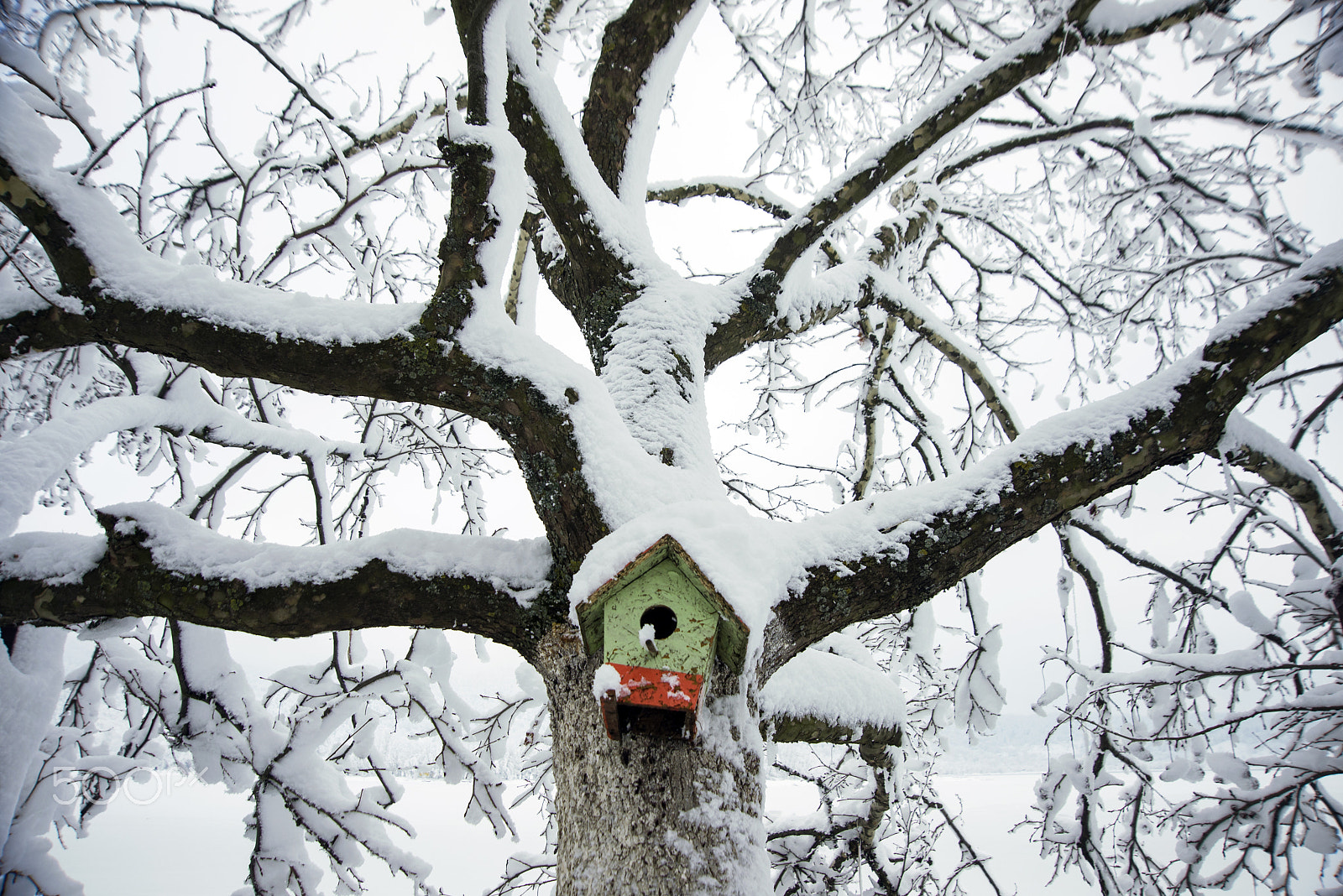 Nikon AF Nikkor 24-85mm F2.8-4D IF sample photo. Bird house on a snowy tree photography