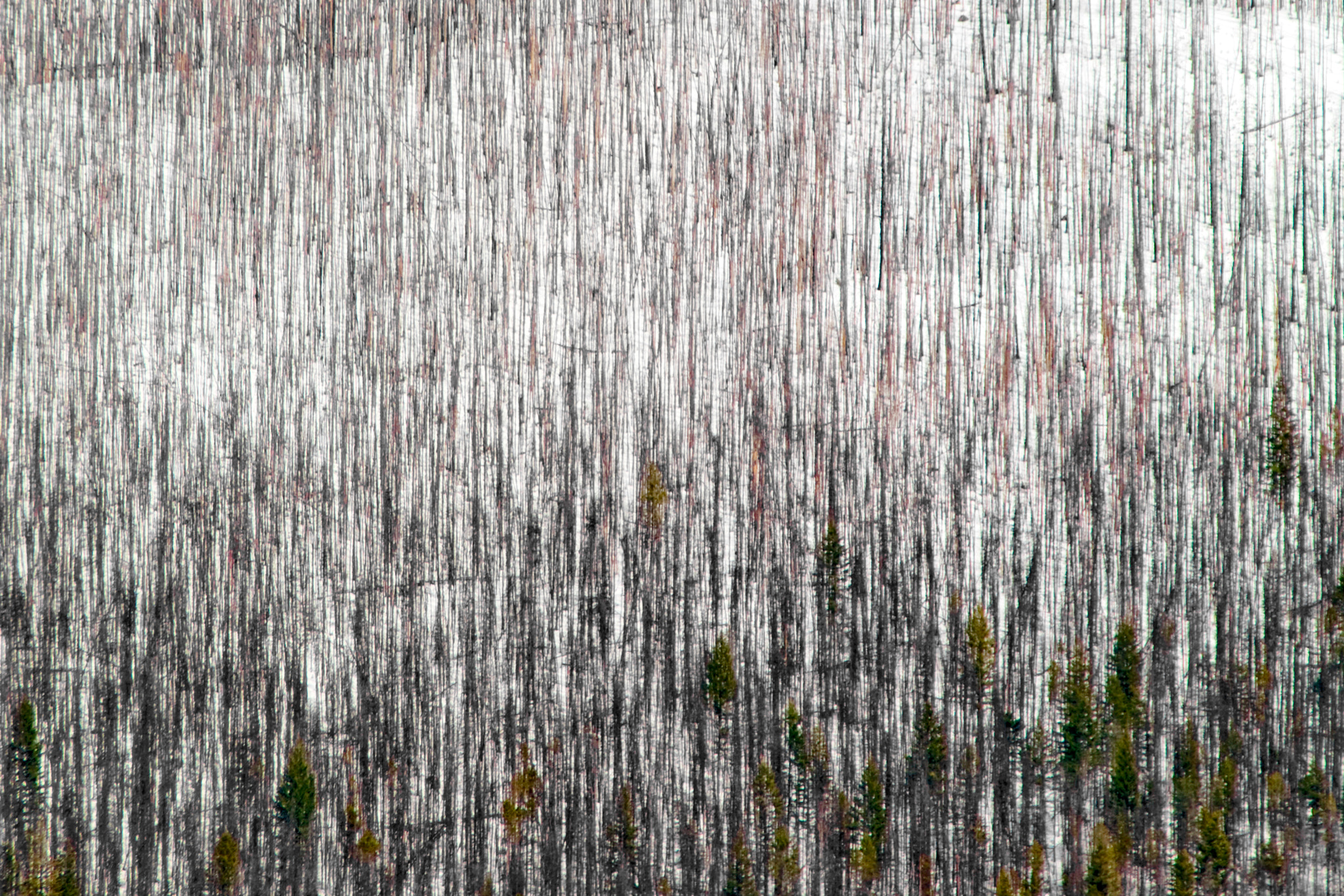 smc PENTAX-FA 28-200mm F3.8-5.6 AL[IF] sample photo. Blasted pine photography