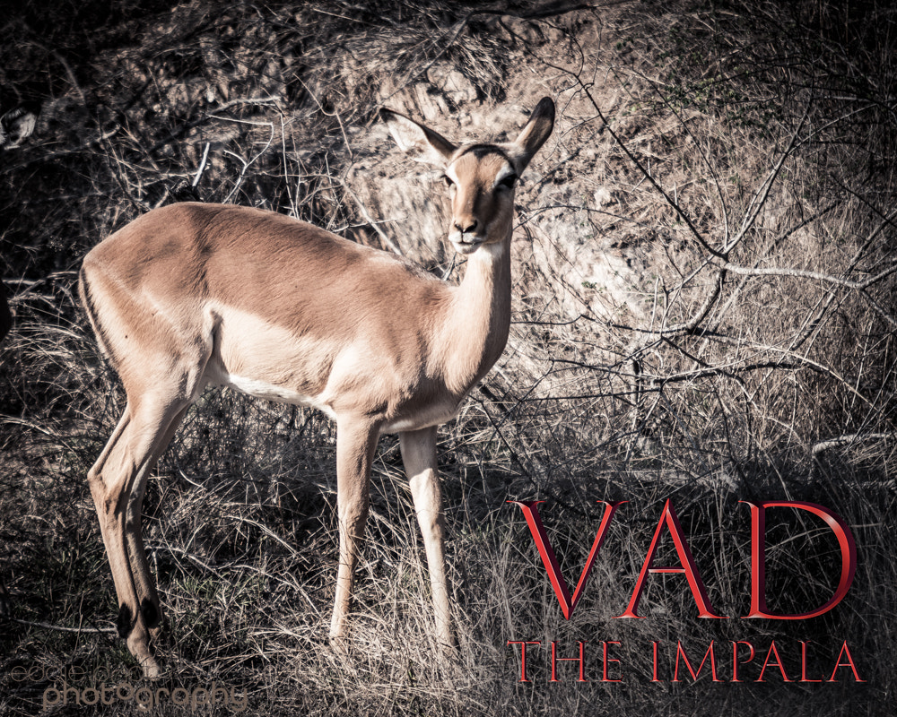 Sigma APO 100-300mm F4 EX IF HSM + 1.4x sample photo. Vad the impala photography