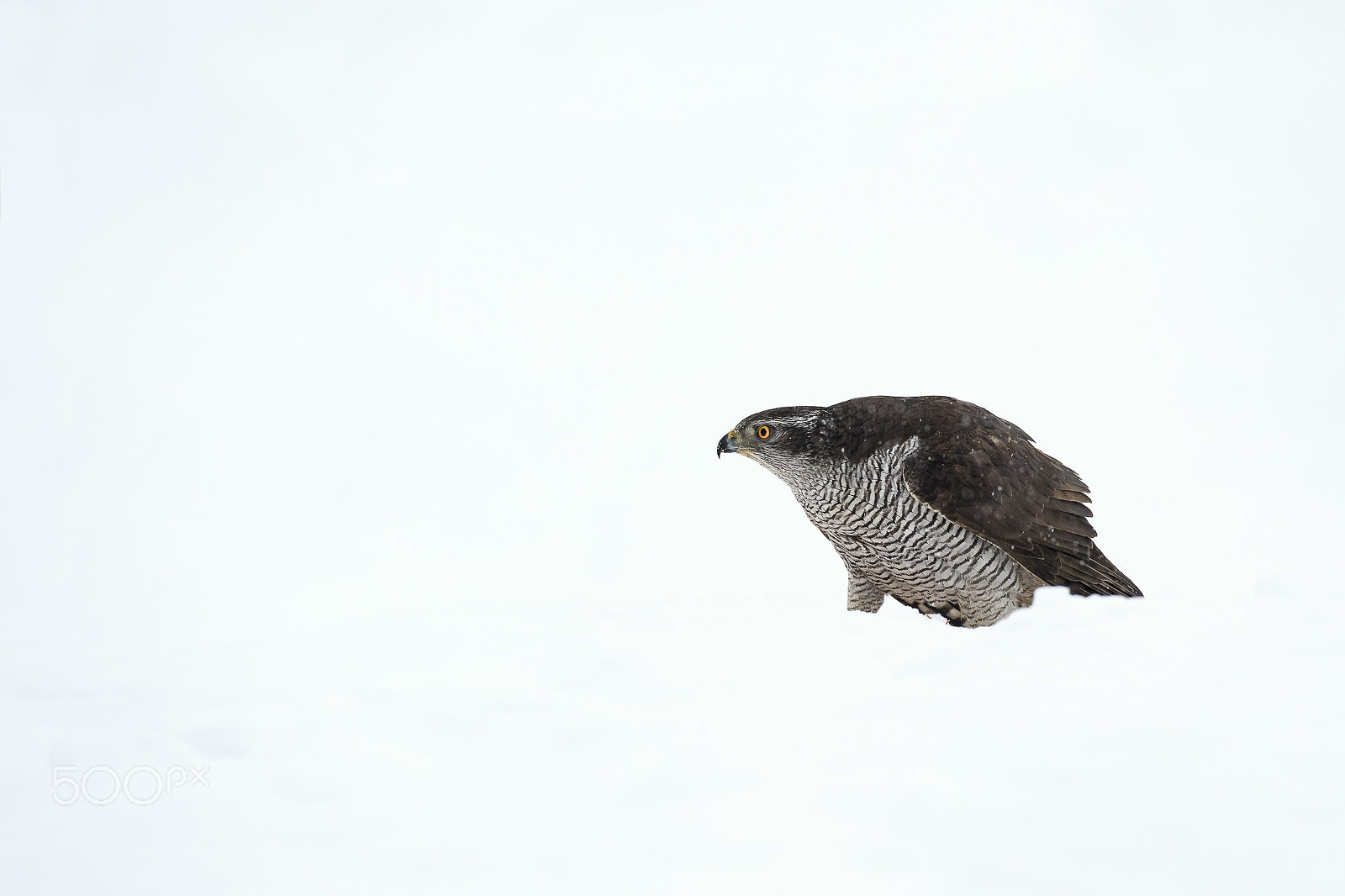 Canon EOS-1D X + Canon EF 500mm F4L IS USM sample photo. The northern goshawk (accipiter gentilis) photography