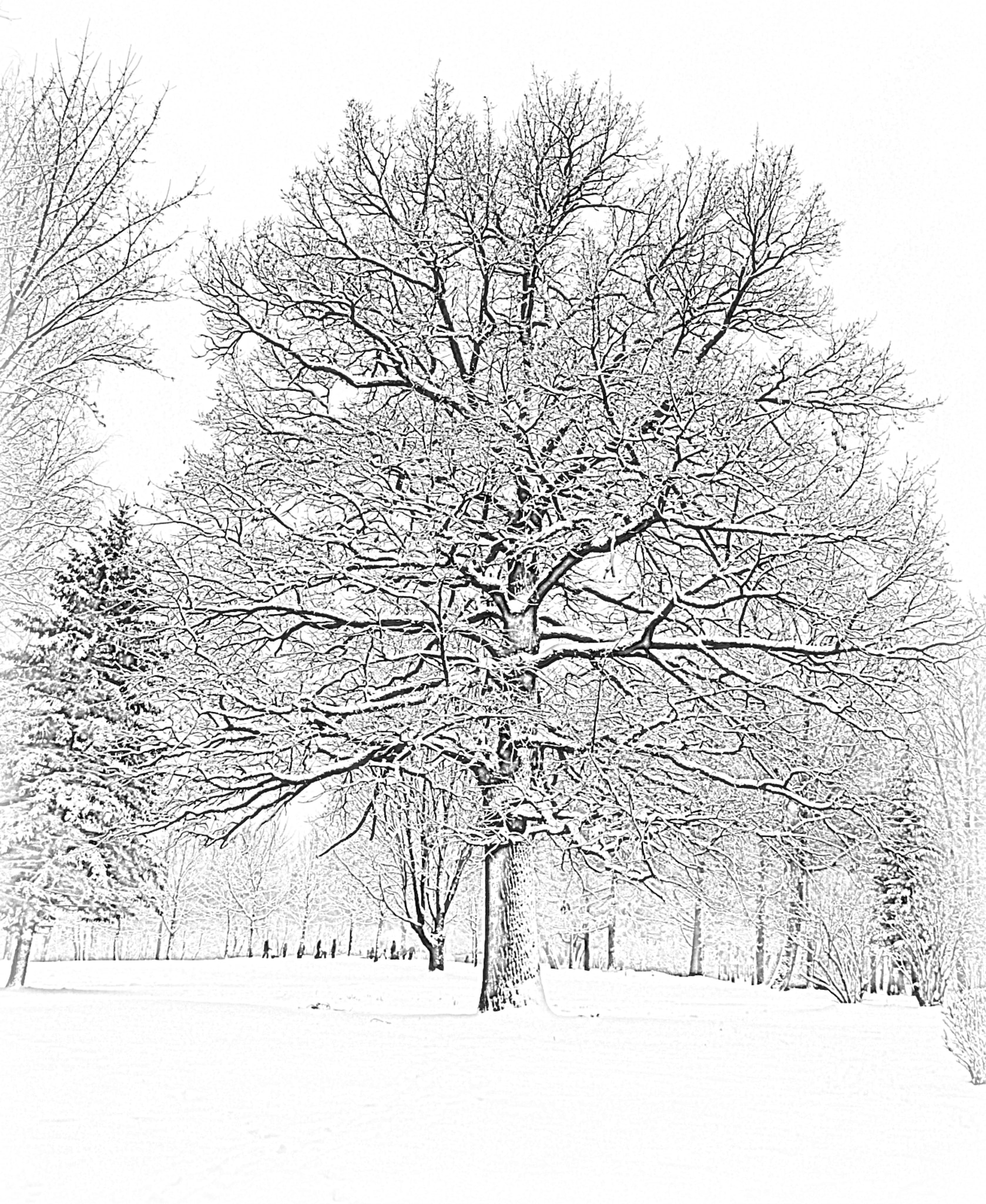 Canon EOS 1100D (EOS Rebel T3 / EOS Kiss X50) sample photo. A light snow sketch.... photography