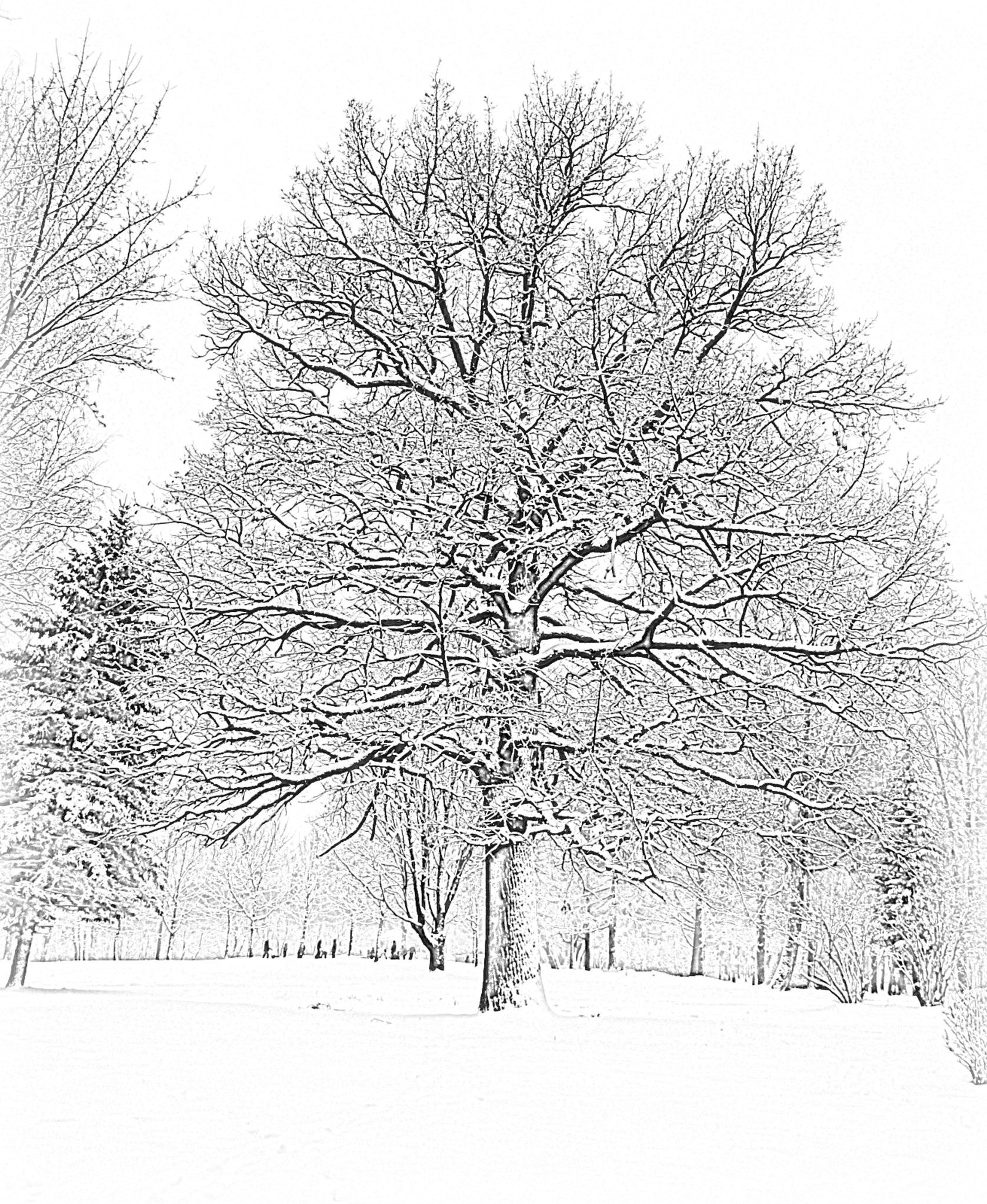 Canon EF 70-200mm F2.8L IS USM sample photo. A light snow sketch.... photography