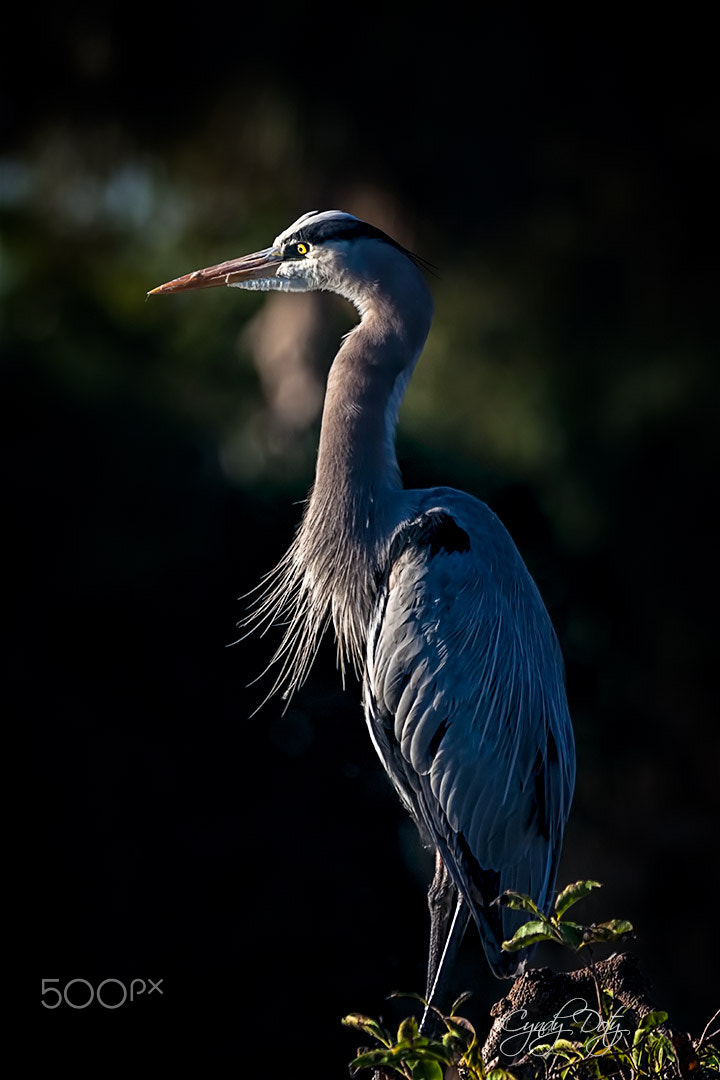 150-600mm F5-6.3 DG OS HSM | Contemporary 015 sample photo. I spy... photography