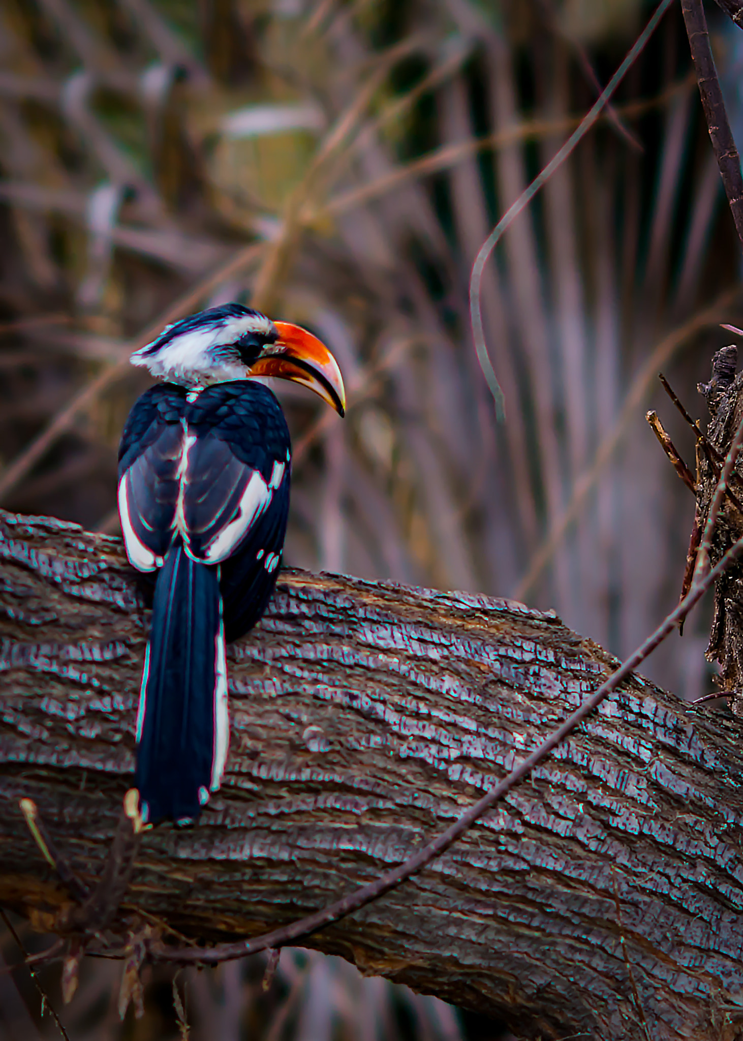 Nikon D800 sample photo. Von der decken's hornbill photography